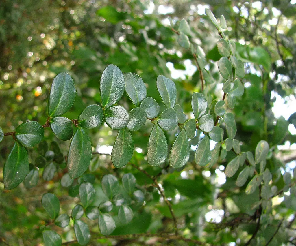 Box-Leafted Azara (Azara Microphylla) — Azara microphylla, or Box-leafed Azara, is a dense evergreen shrub featuring tiny, glossy green leaves
