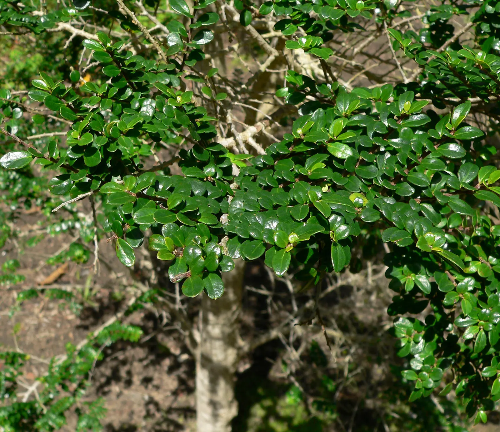Box-Leafted Azara (Azara Microphylla) — small yellow flowers in late winter to early spring