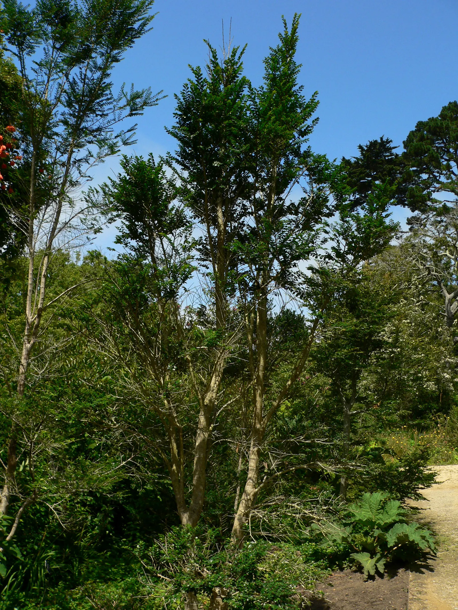 Box-Leafted Azara (Azara Microphylla) — Noteworthy for its vanilla-scented