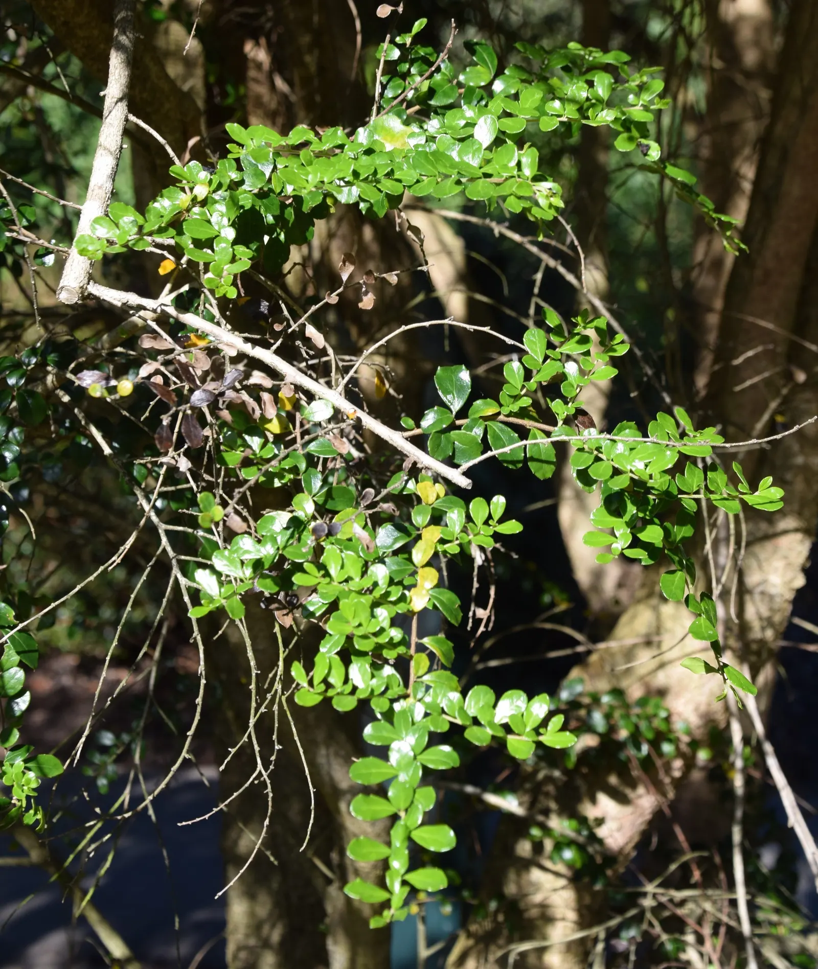 Box-Leafted Azara (Azara Microphylla) — scientifically known as Azara microphylla