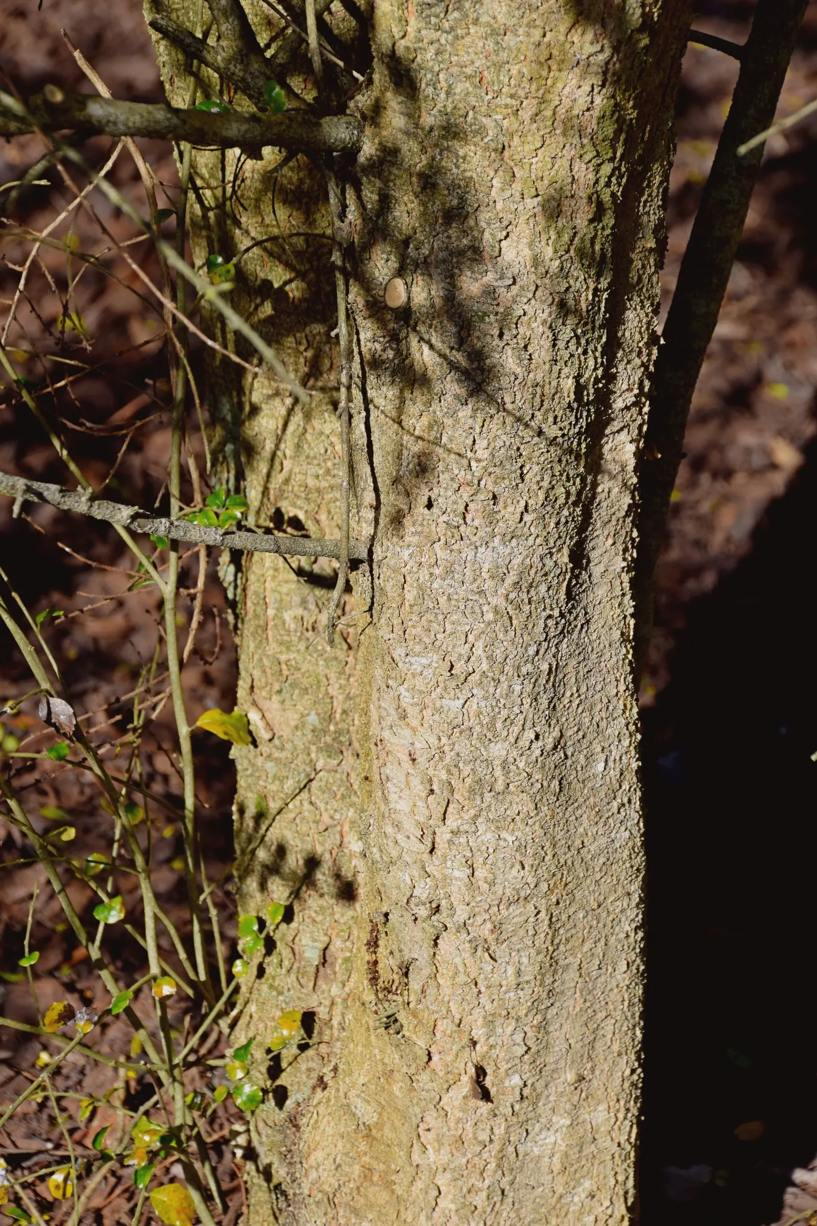 Box-Leafted Azara (Azara Microphylla) — notably the temperate regions of Chile and Argentina