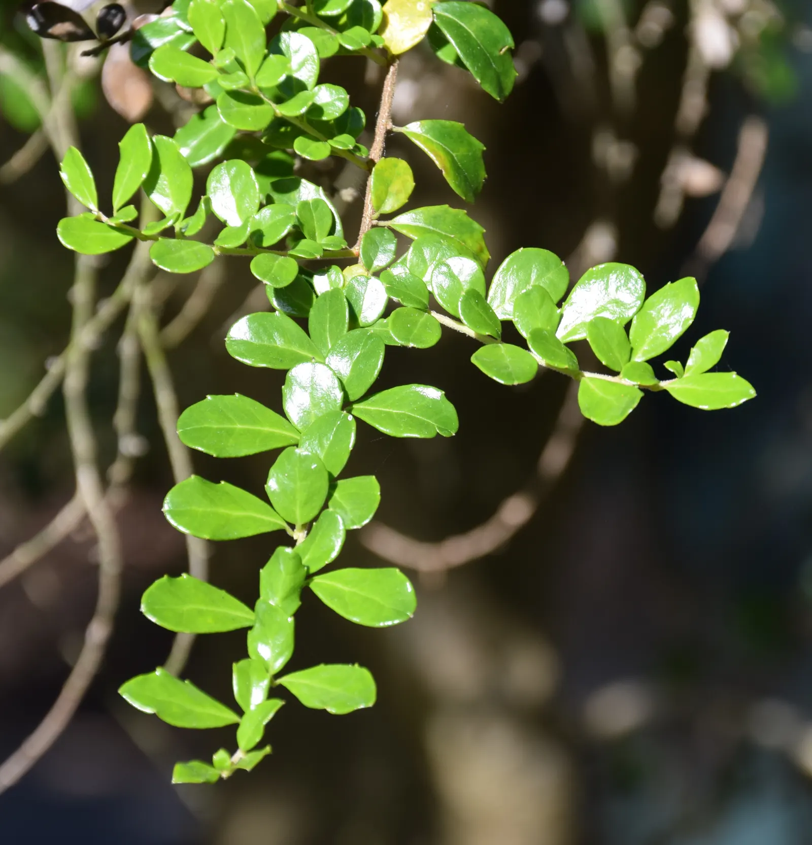 Box-Leafted Azara (Azara Microphylla) — is an evergreen shrub native to South America