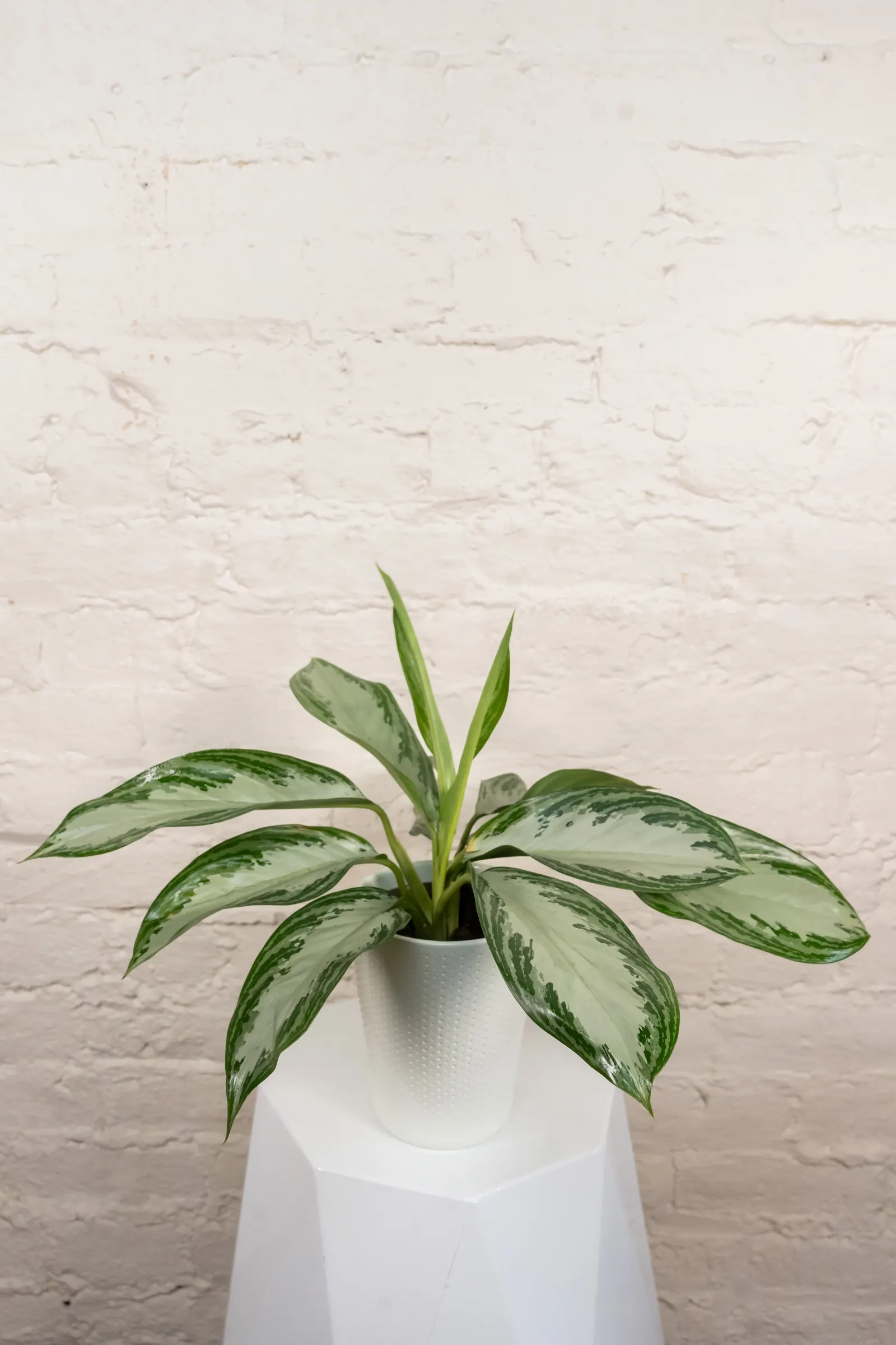 Glitter Glamour™ Chinese Evergreen (Aglaonema x) — It matures around 8-14 inches tall, with a compact, polished presence for desks and containers