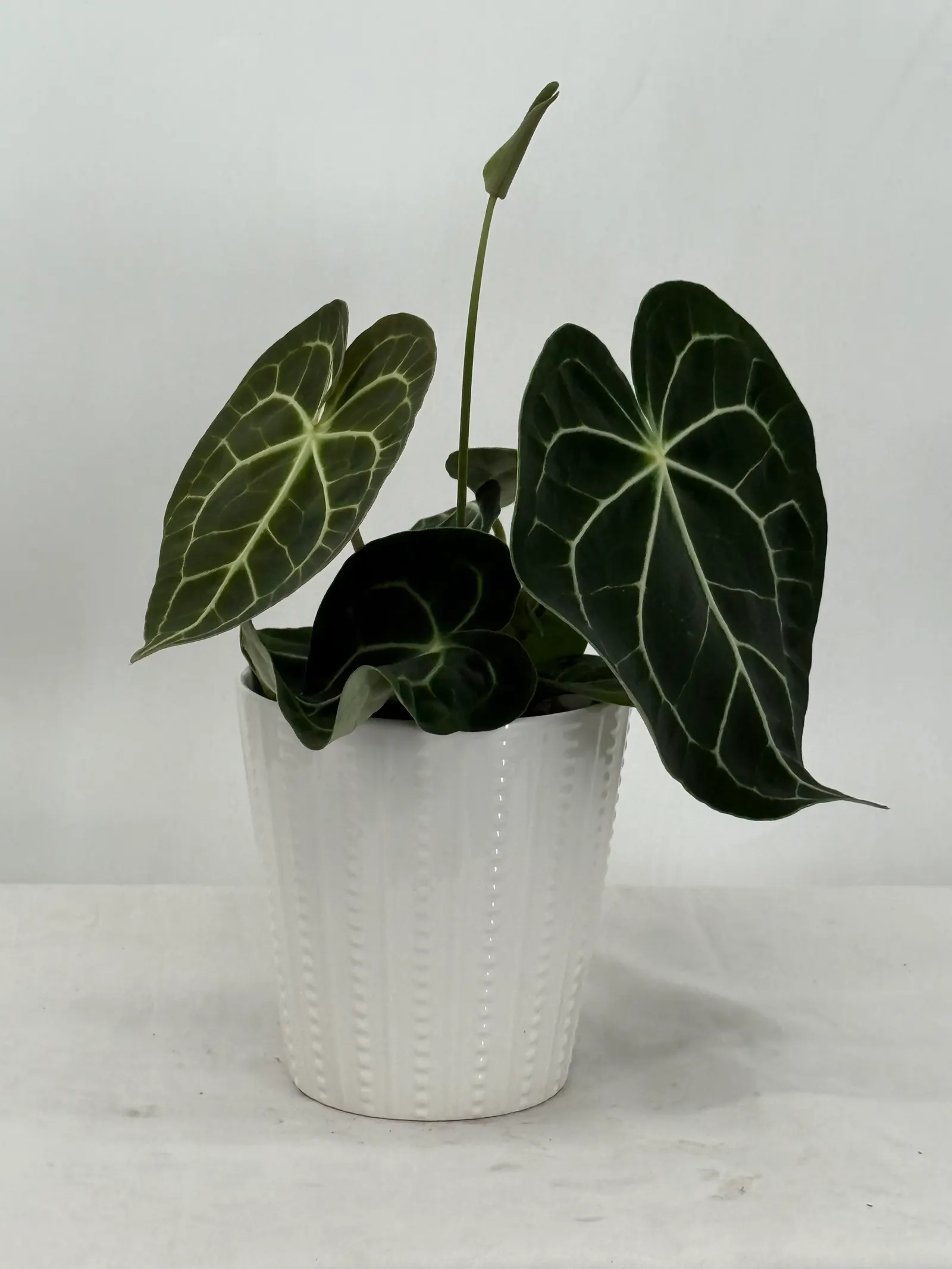 Follow Your Heart - Dropped™ Anthurium (Anthurium brownii) — The Anthurium brownii is a compact tropical houseplant from Proven Winners® with glossy