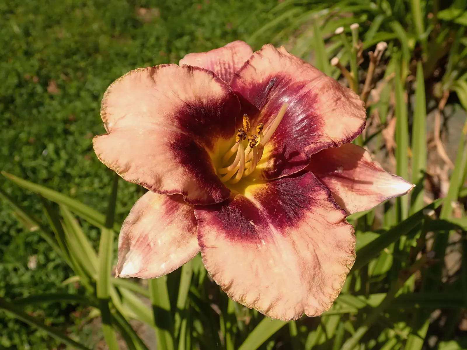 Daring Deception Daylily (Hemerocallis 'Daring Deception') — This daylily is hardy in USDA zones 3-9, thrives in full sun to partial shade, and prefers