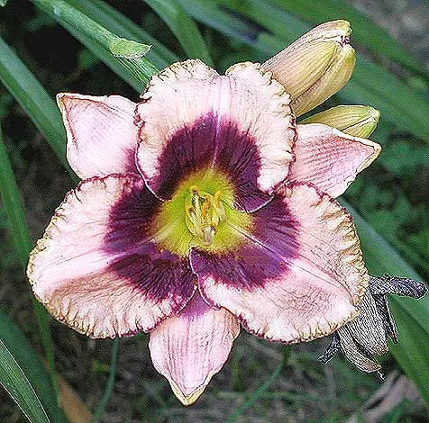 Daring Deception Daylily (Hemerocallis 'Daring Deception') — It stands about 22 inches tall with 5-inch-wide blooms