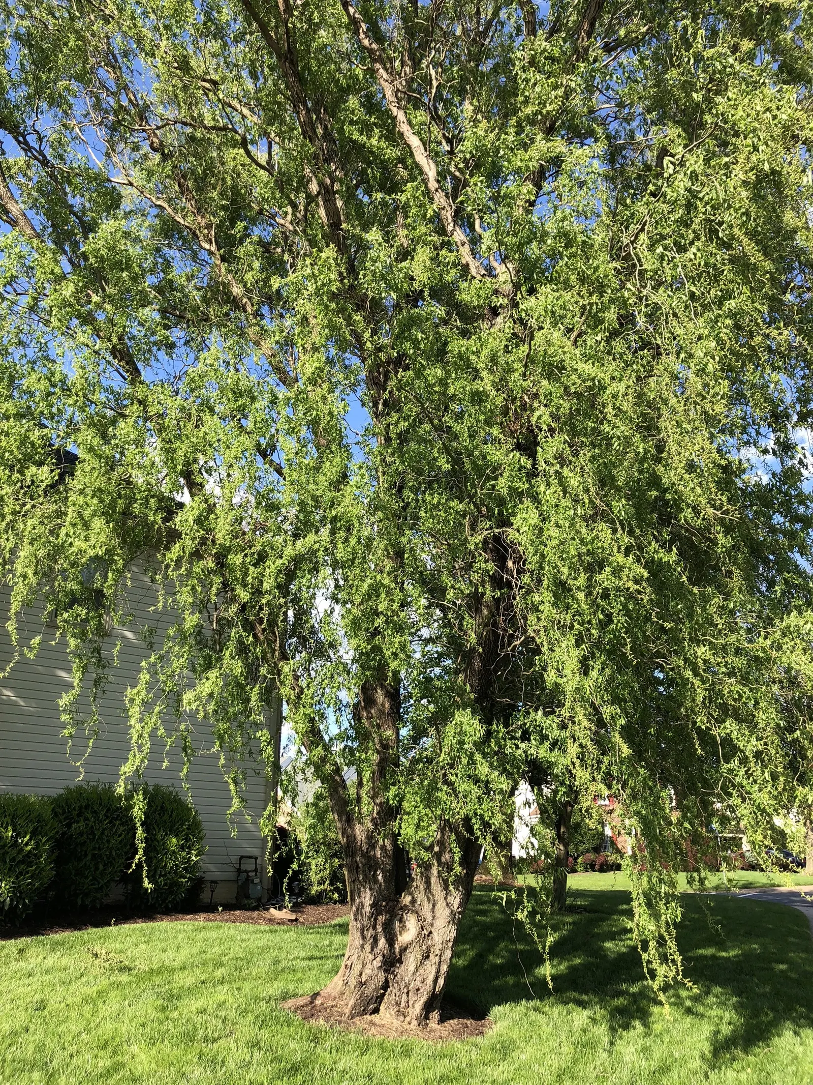 Curly Leaf Globe Willow (Salix Matsudana 'Tortuosa') — is an ornamental tree known for its twisted branches and vibrant green