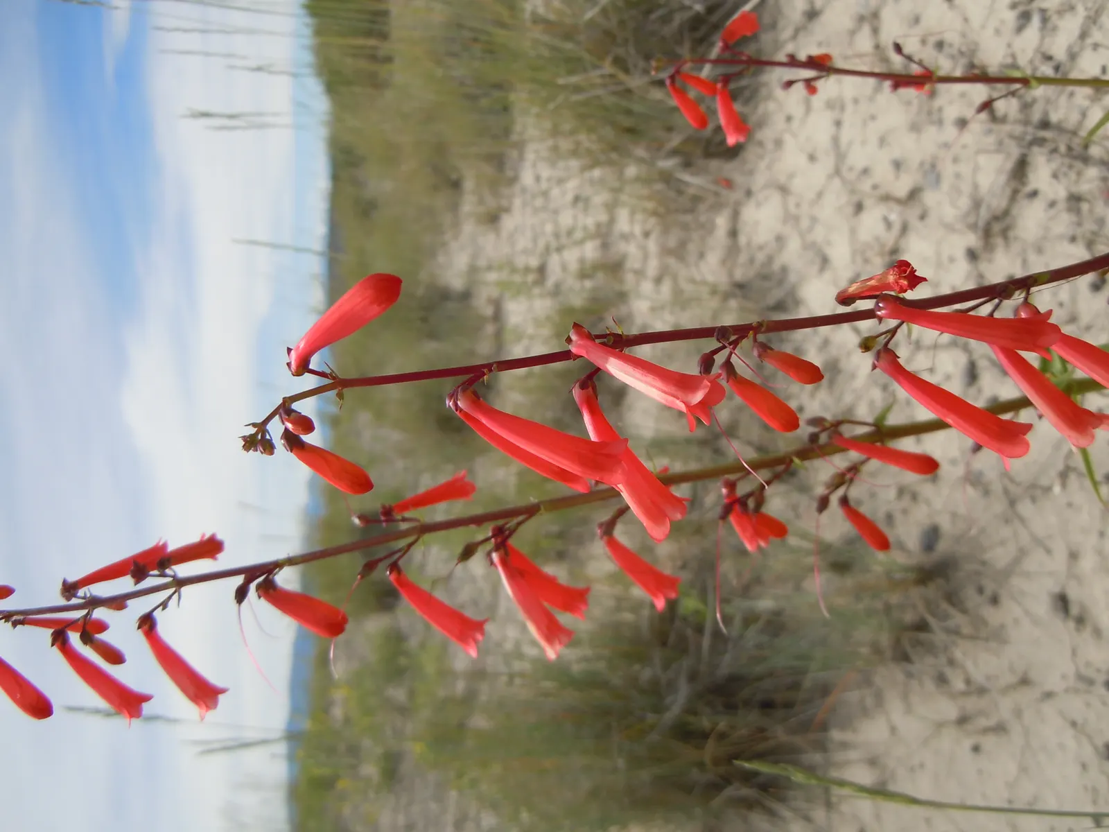 Firecracker Penstemon (Penstemon Eatonii) — This drought-tolerant plant flourishes in full sun, blooming from early to mid-summer