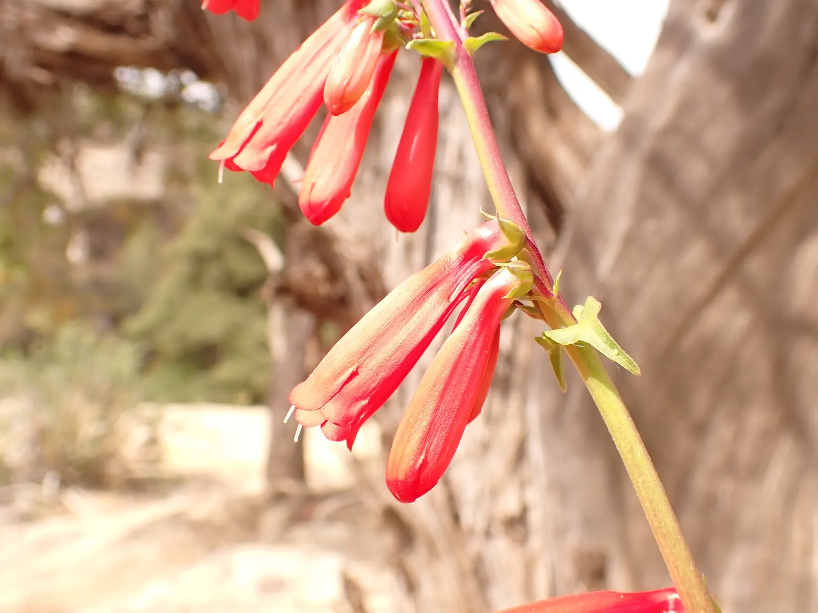 Firecracker Penstemon (Penstemon Eatonii) — A hallmark of drought tolerance