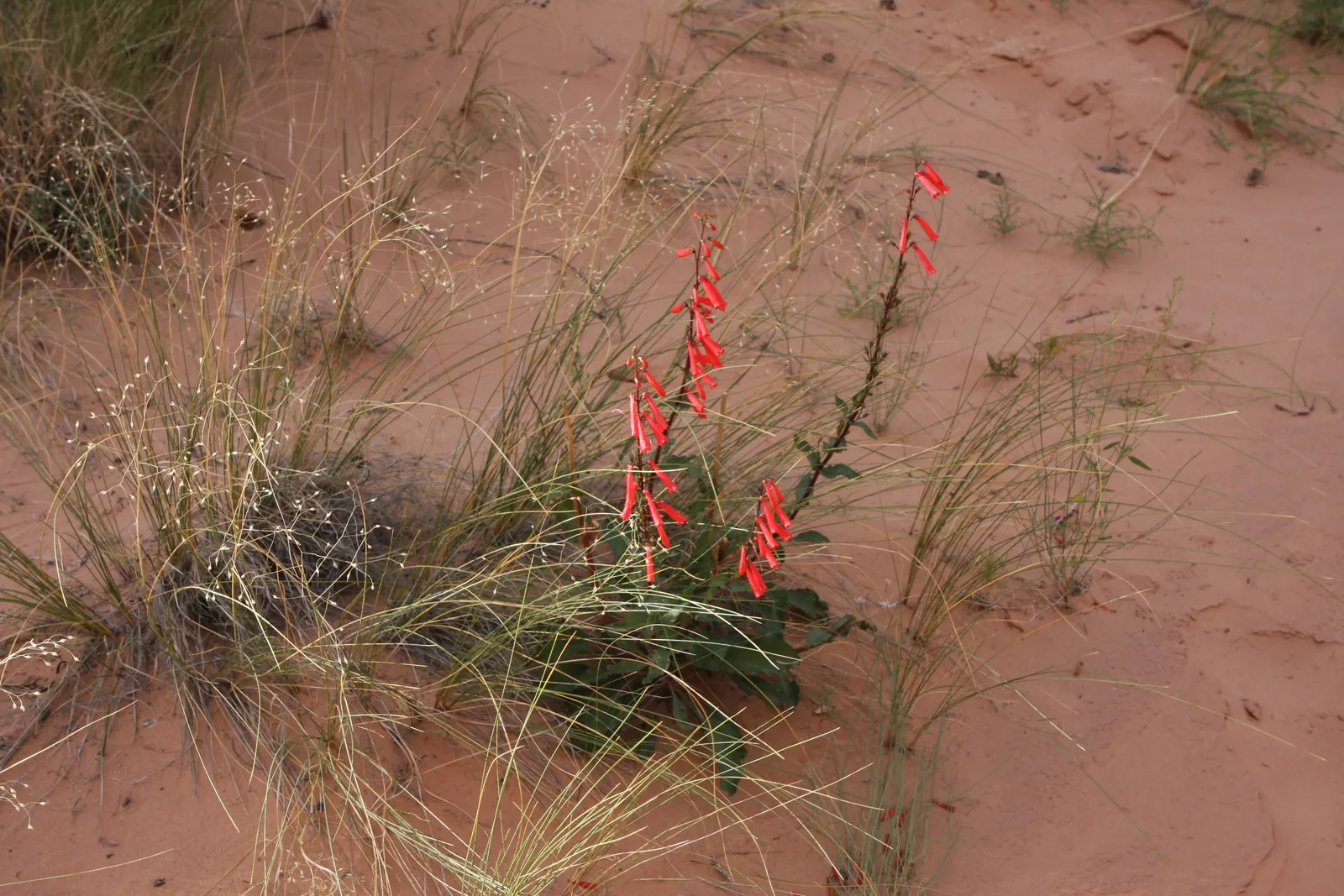 Firecracker Penstemon (Penstemon Eatonii) — it adds a striking vertical element and a burst of color to rock gardens and desert-inspired landscapes; perennial