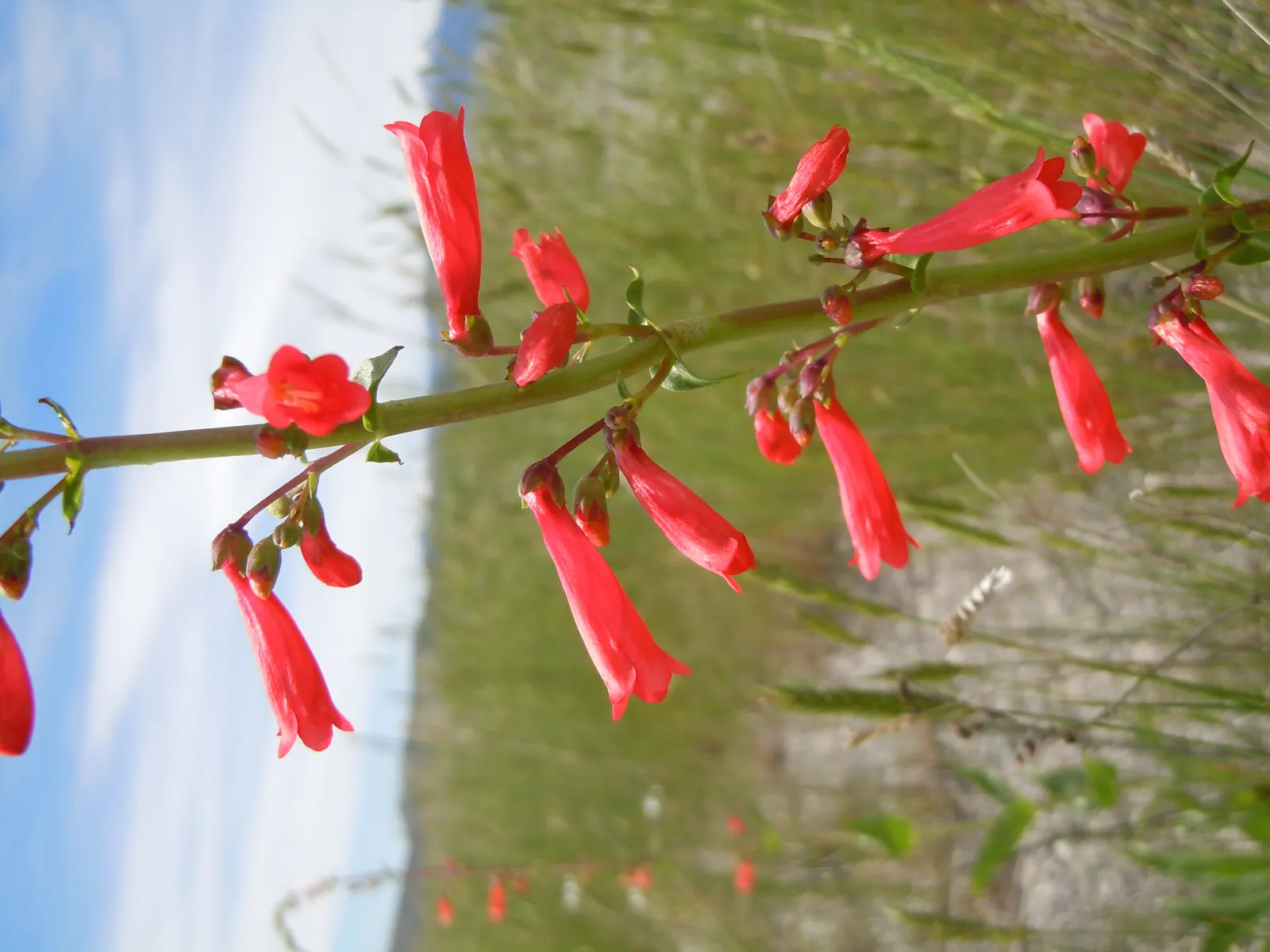 Firecracker Penstemon (Penstemon Eatonii) — consider placing Firecracker Penstemon in groups or masses for visual impact; save for occasional deadheading to
