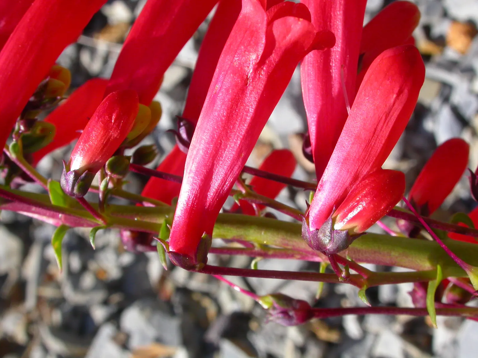 Firecracker Penstemon (Penstemon Eatonii) — A hallmark of drought tolerance; this drought-tolerant plant flourishes in full sun, blooming from early to