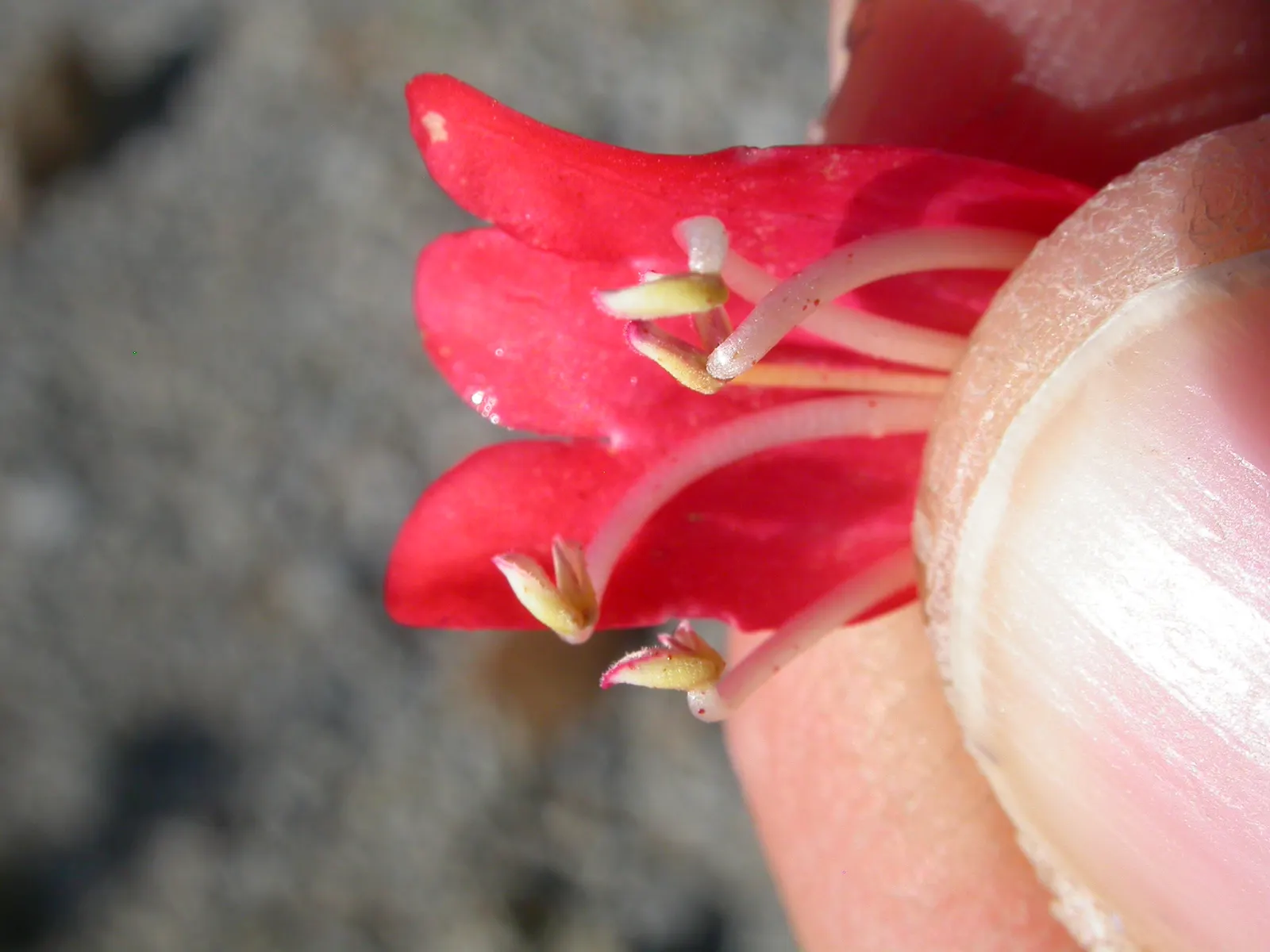 Firecracker Penstemon (Penstemon Eatonii) — red flowers in the garden
