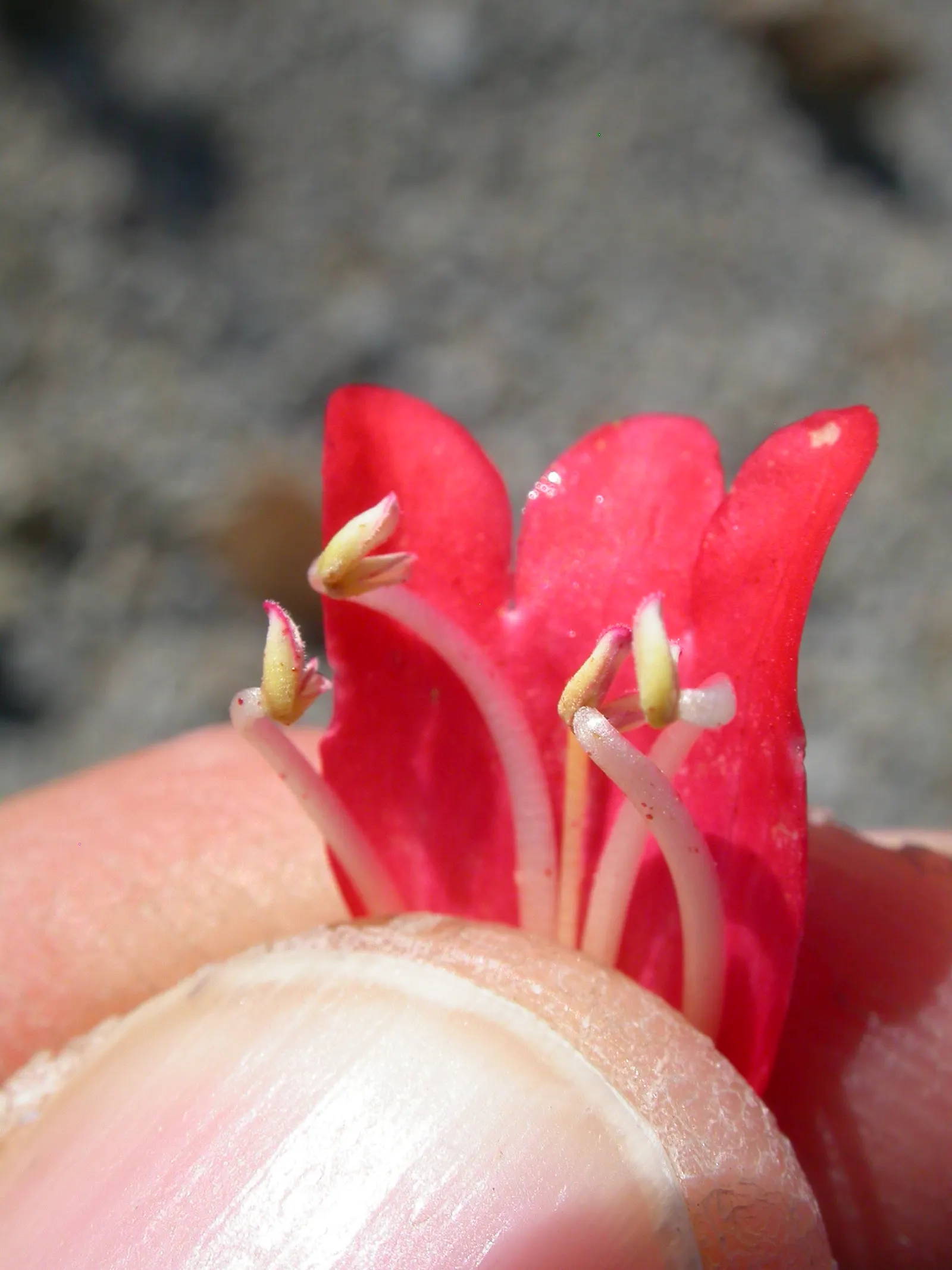 Firecracker Penstemon (Penstemon Eatonii) — scientifically known as Penstemon eatonii; this perennial is well-suited for xeriscaping and thrives in USDA