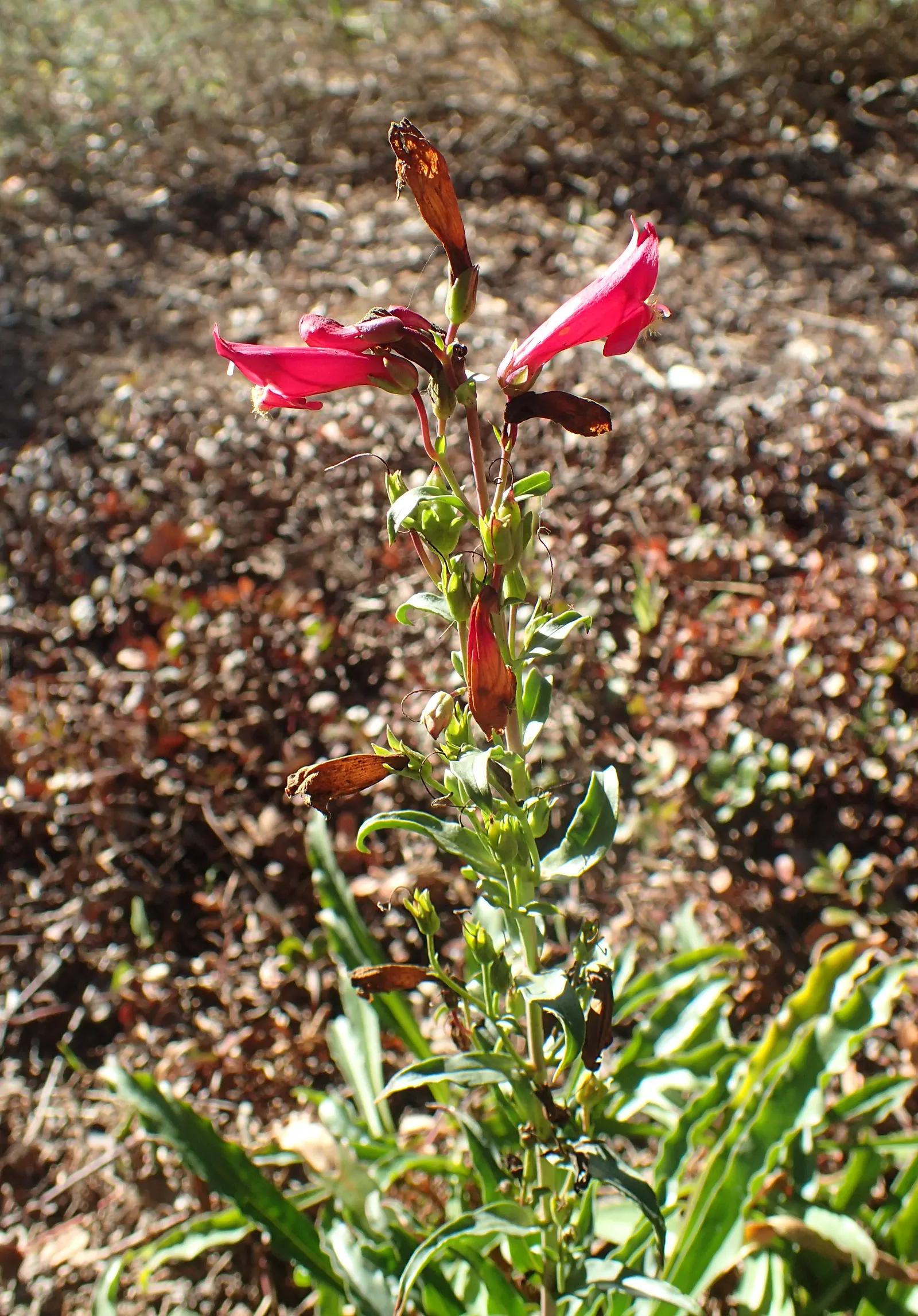Firecracker Penstemon (Penstemon Eatonii) — Space plants approximately 12 to 15 inches apart to allow for mature growth