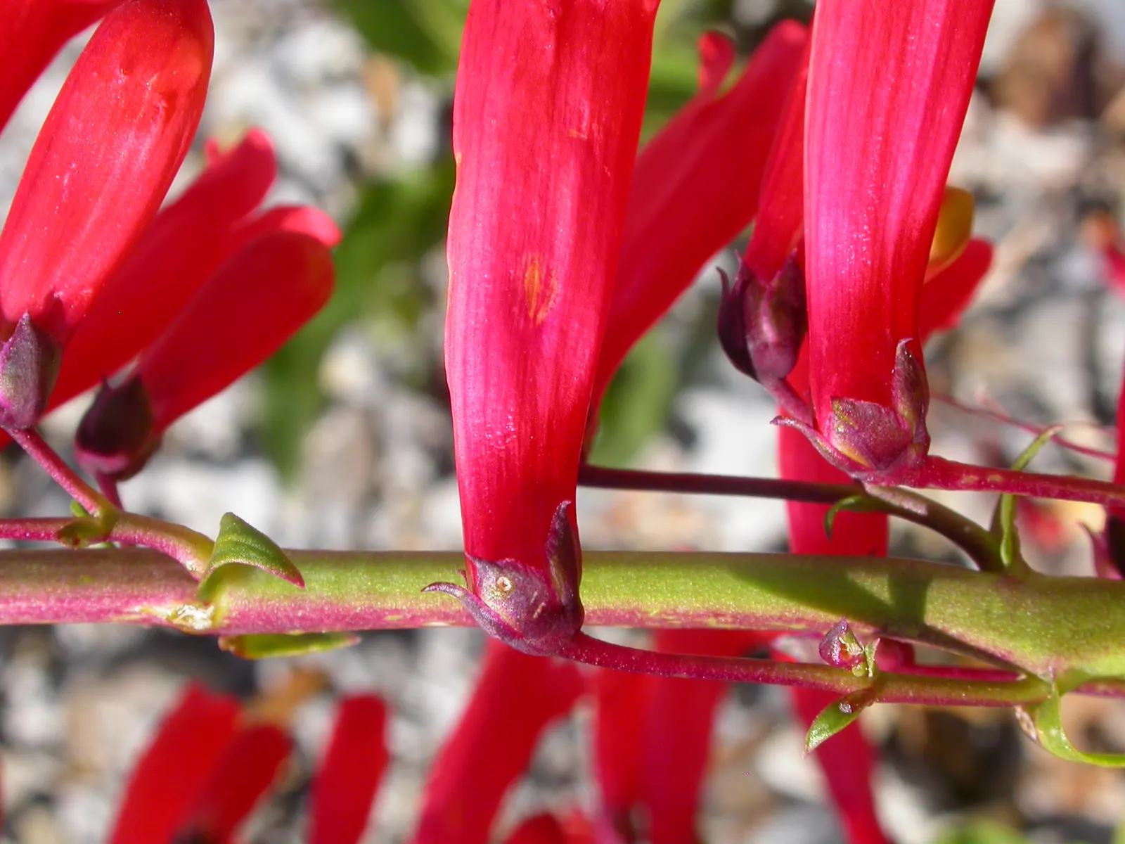 Firecracker Penstemon (Penstemon Eatonii) — Native to the southwest United States; consider placing Firecracker Penstemon in groups or masses for visual impact