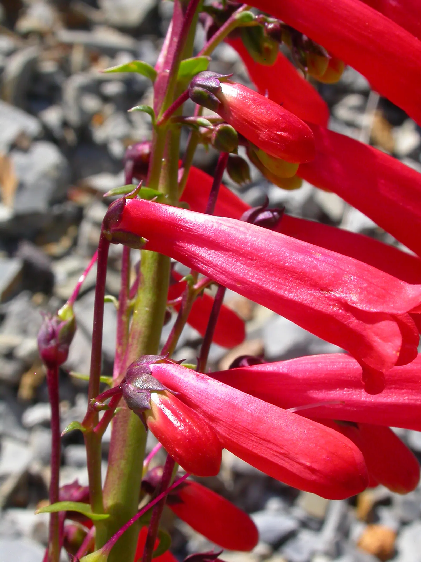Firecracker Penstemon (Penstemon Eatonii) — It is important to avoid overwatering