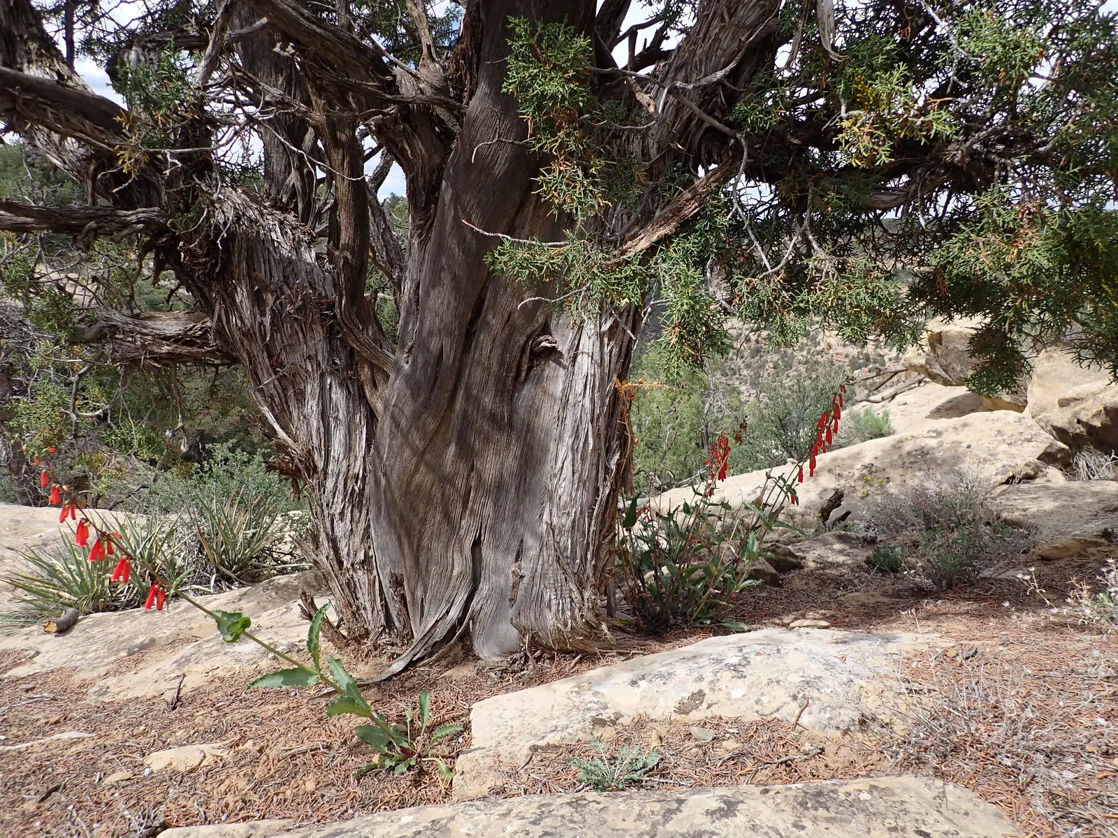 Firecracker Penstemon (Penstemon Eatonii) — perennial with red blooms