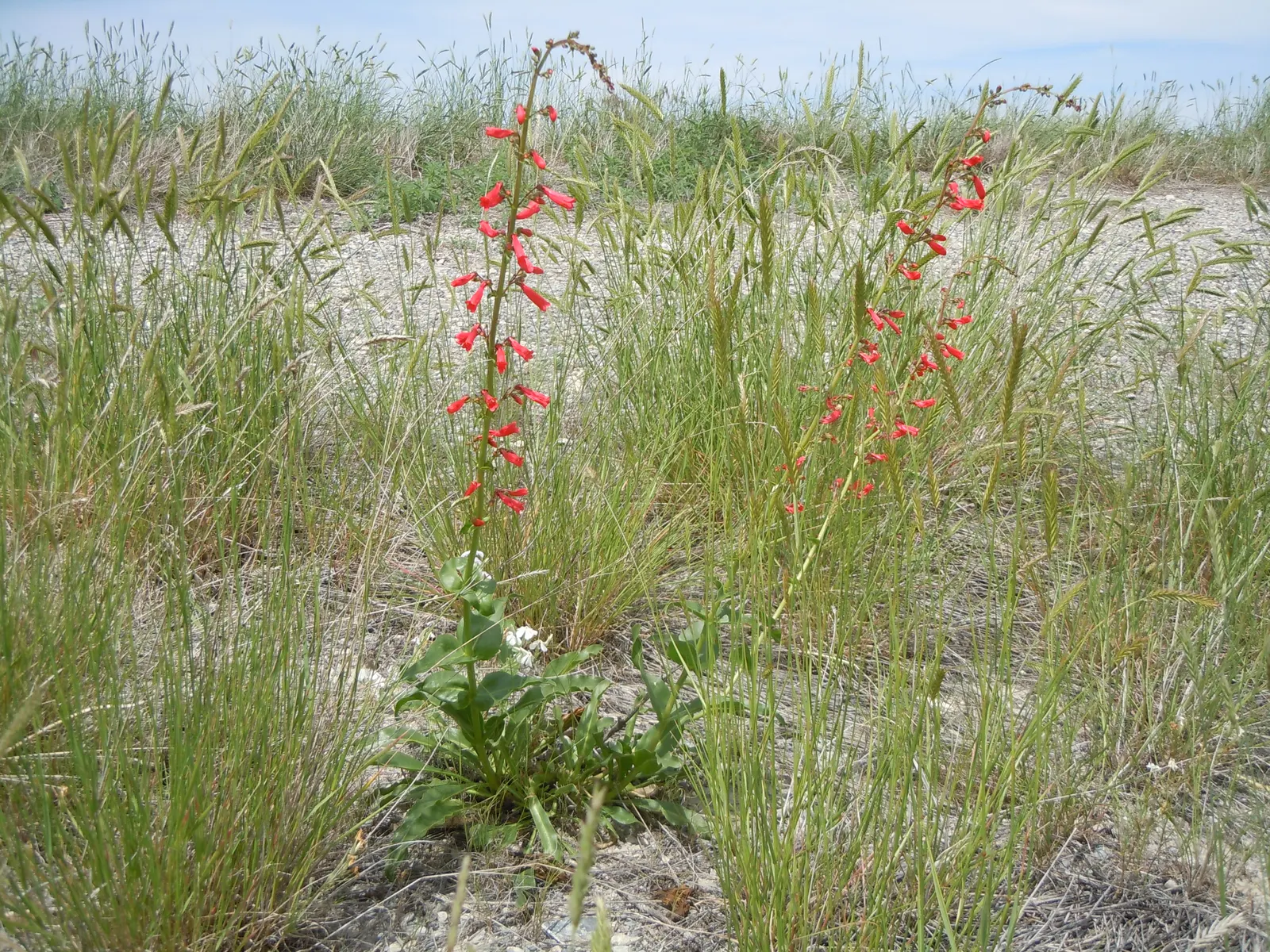 Firecracker Penstemon (Penstemon Eatonii) — The plant's bloom time extends from late spring into early summer; native to the southwest United States