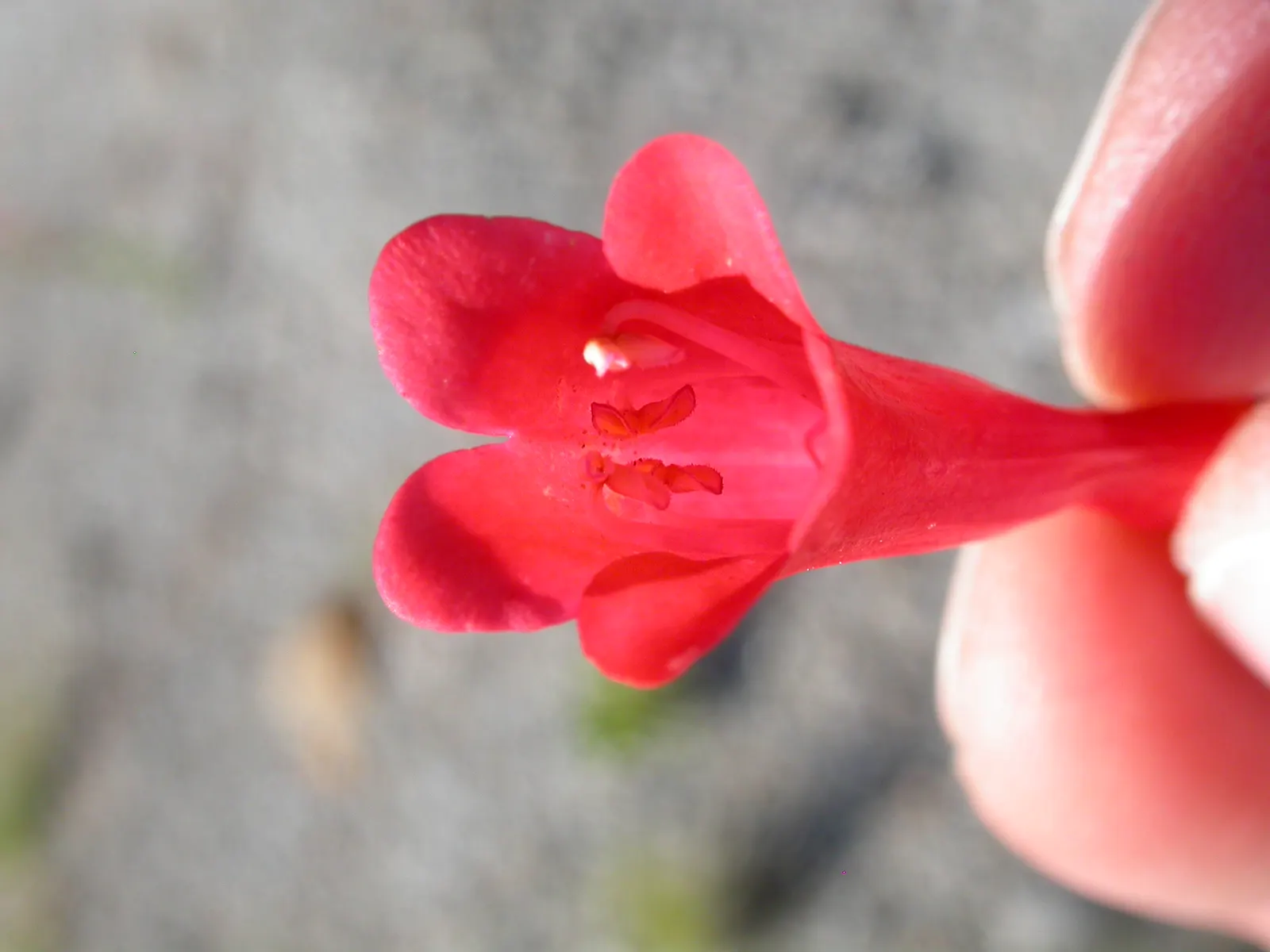Firecracker Penstemon (Penstemon Eatonii) — is a vibrant perennial boasting brilliant red tubular flowers that attract hummingbirds; it adds a striking