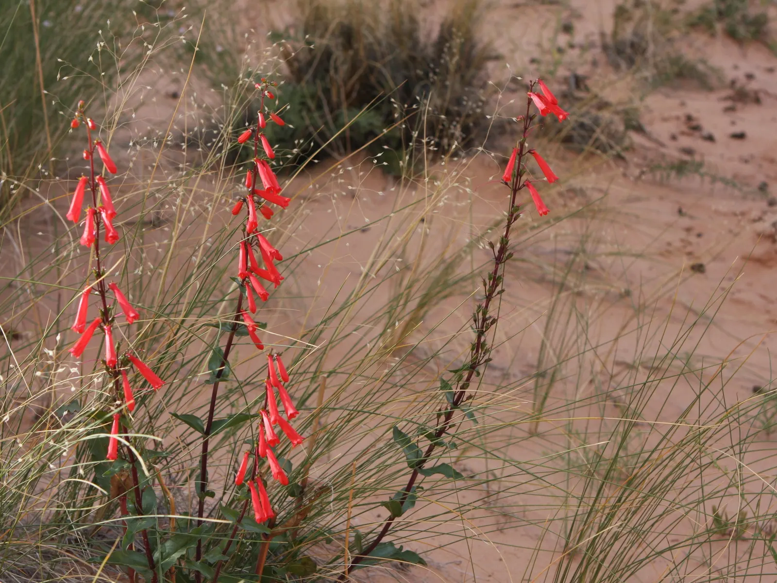 Firecracker Penstemon (Penstemon Eatonii) — Thriving in USDA zones 4-9, it reaches 2-4 feet in height and prefers well-drained soils
