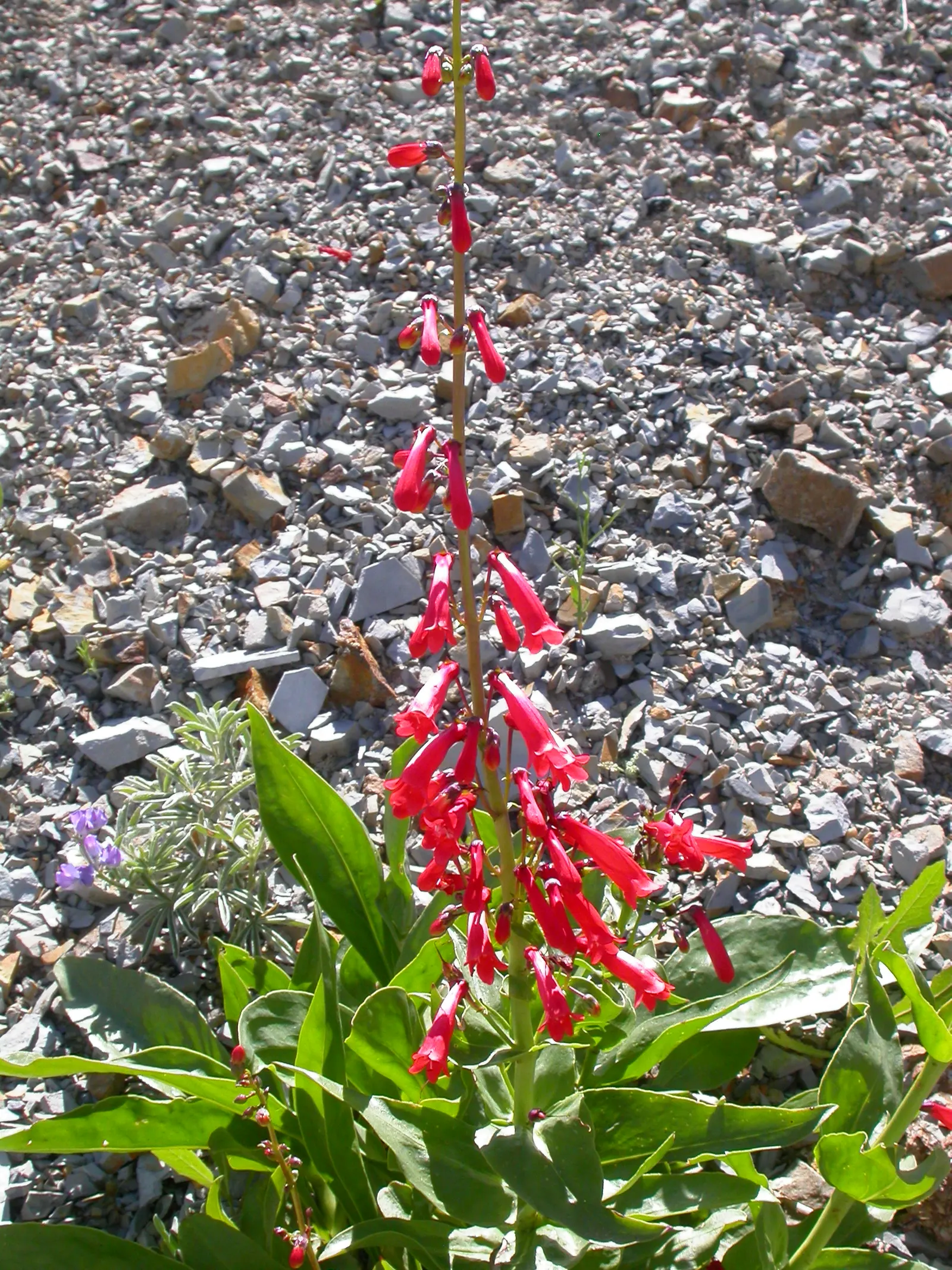 Firecracker Penstemon (Penstemon Eatonii) — perennial for full or half