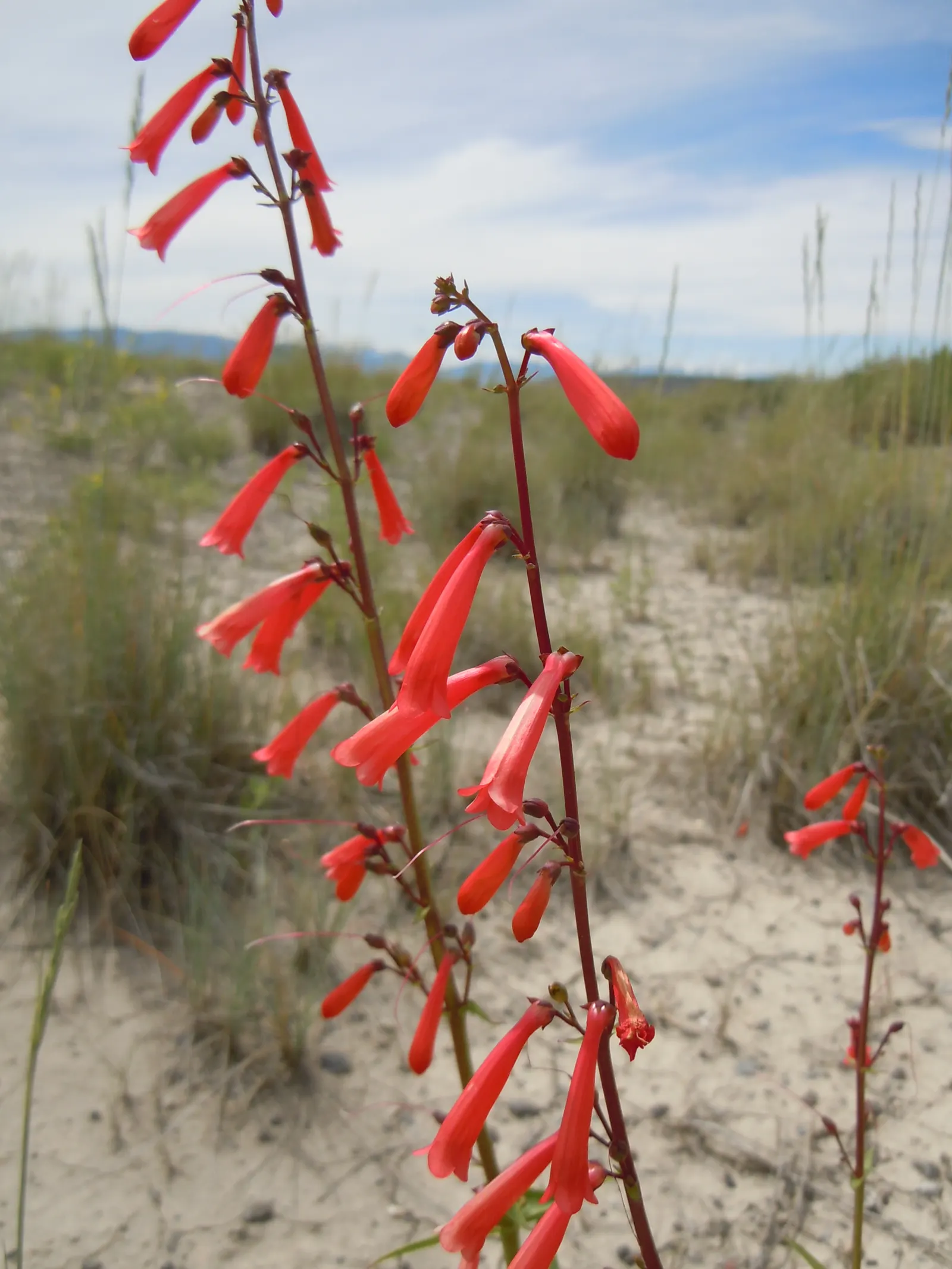 Firecracker Penstemon (Penstemon Eatonii) — Firecracker Penstemon makes for a striking mid-border specimen; standing atop bushy mounds of narrow