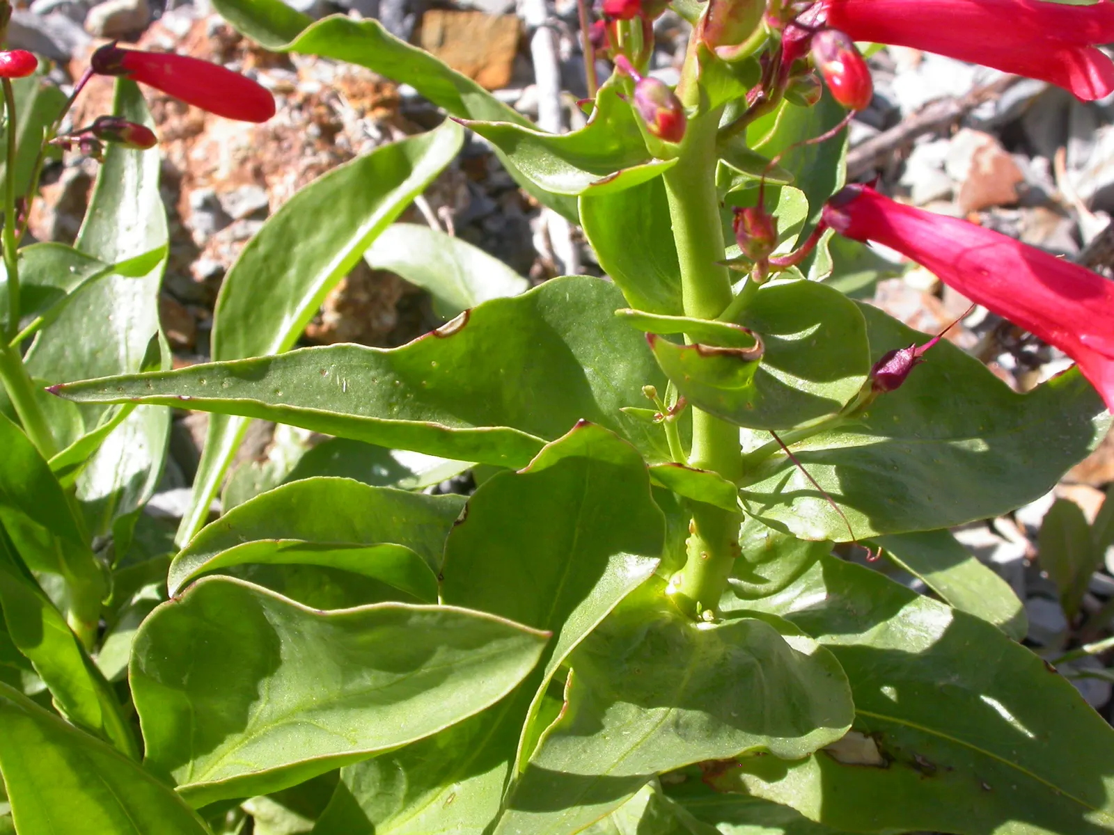 Firecracker Penstemon (Penstemon Eatonii) — while also lending itself to naturalistic or wildflower gardens; perennial with red blooms