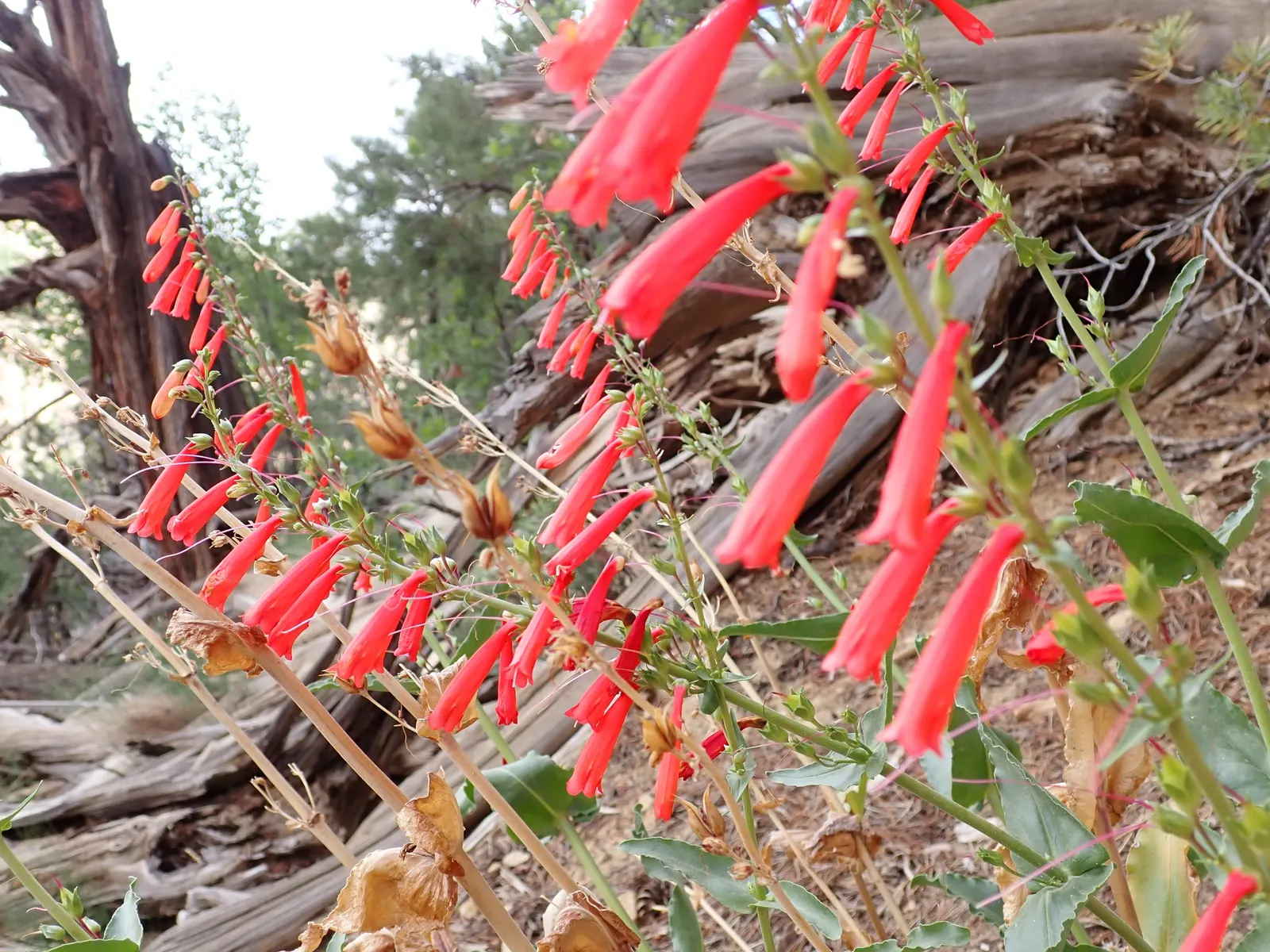 Firecracker Penstemon (Penstemon Eatonii) — Penstemon eatonii prefers well-drained soils and flourishes in full sun exposure