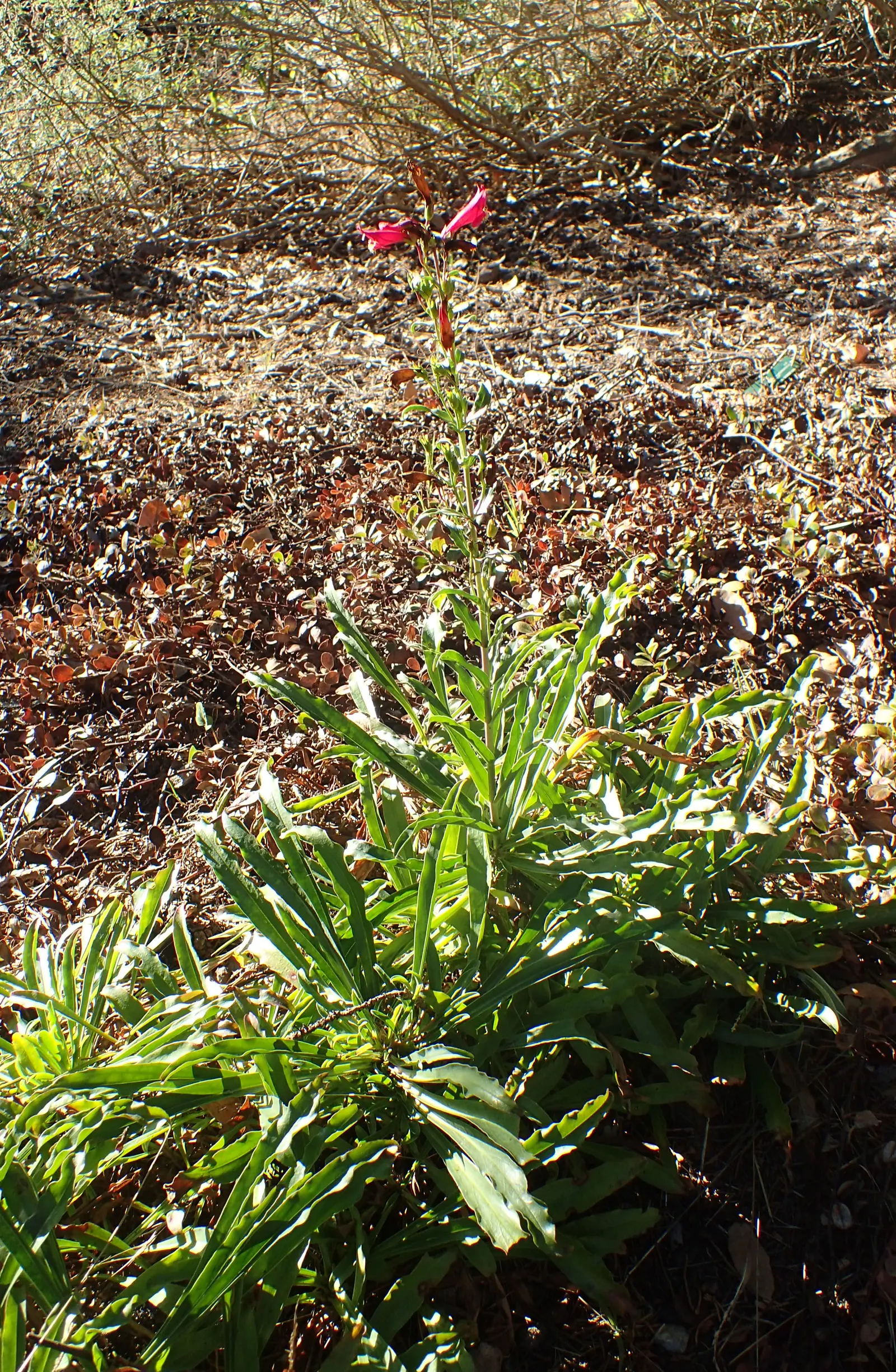 Firecracker Penstemon (Penstemon Eatonii) — this perennial is well-suited for xeriscaping and thrives in USDA hardiness zones 4 through 9