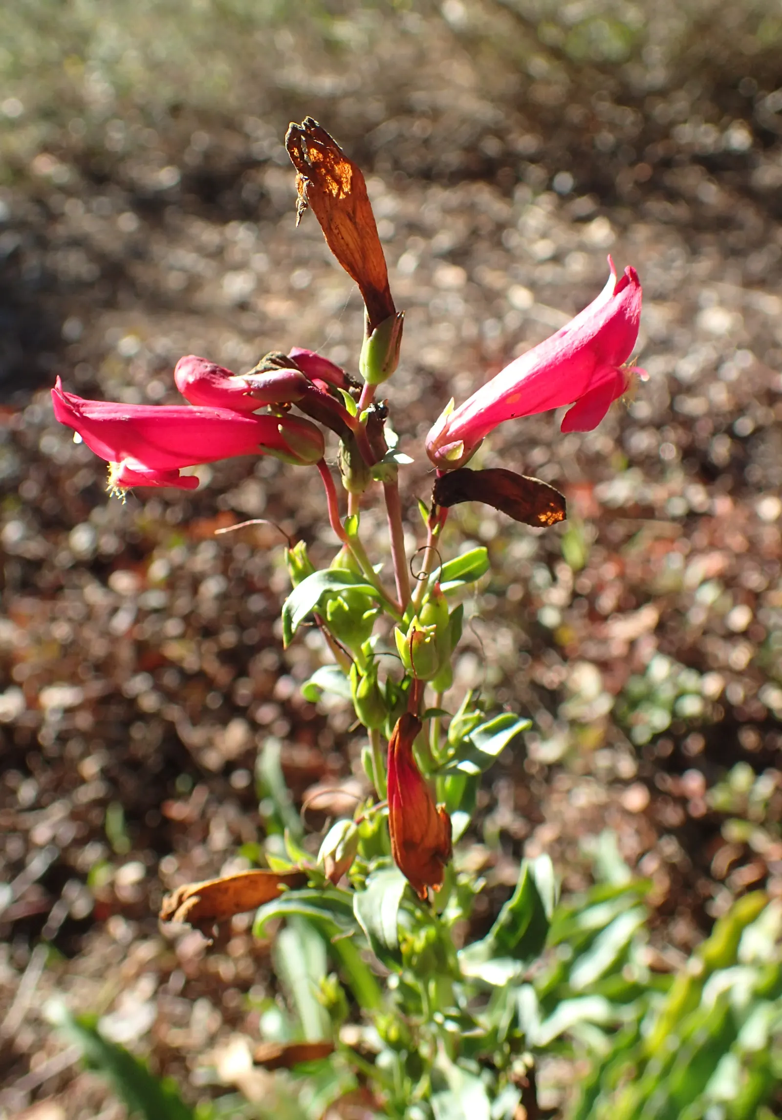 Firecracker Penstemon (Penstemon Eatonii) — The plant's bloom time extends from late spring into early summer