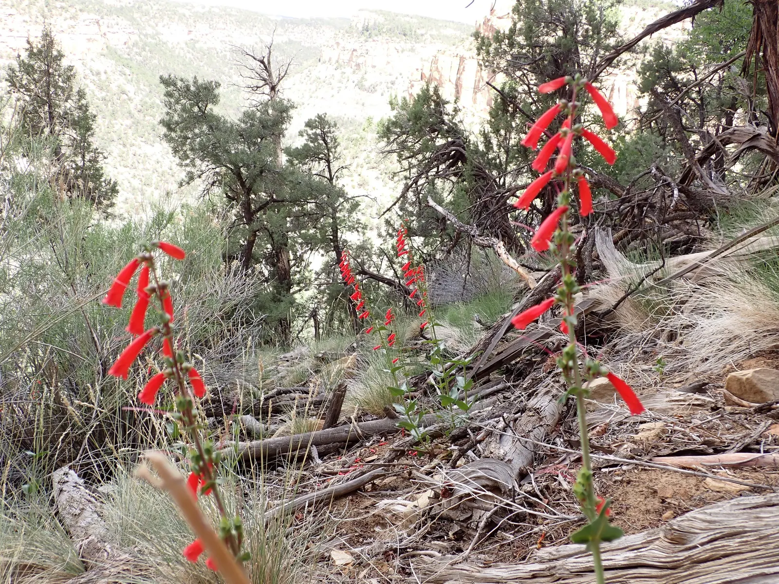 Firecracker Penstemon (Penstemon Eatonii) — is a vibrant perennial boasting brilliant red tubular flowers that attract hummingbirds