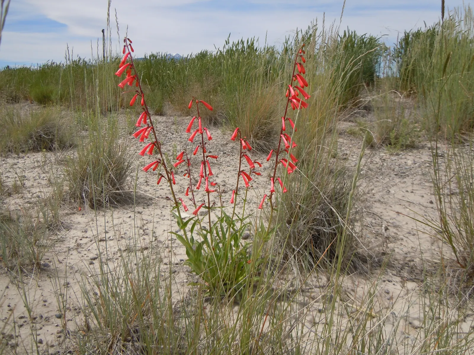 Firecracker Penstemon (Penstemon Eatonii) — scientifically known as Penstemon eatonii