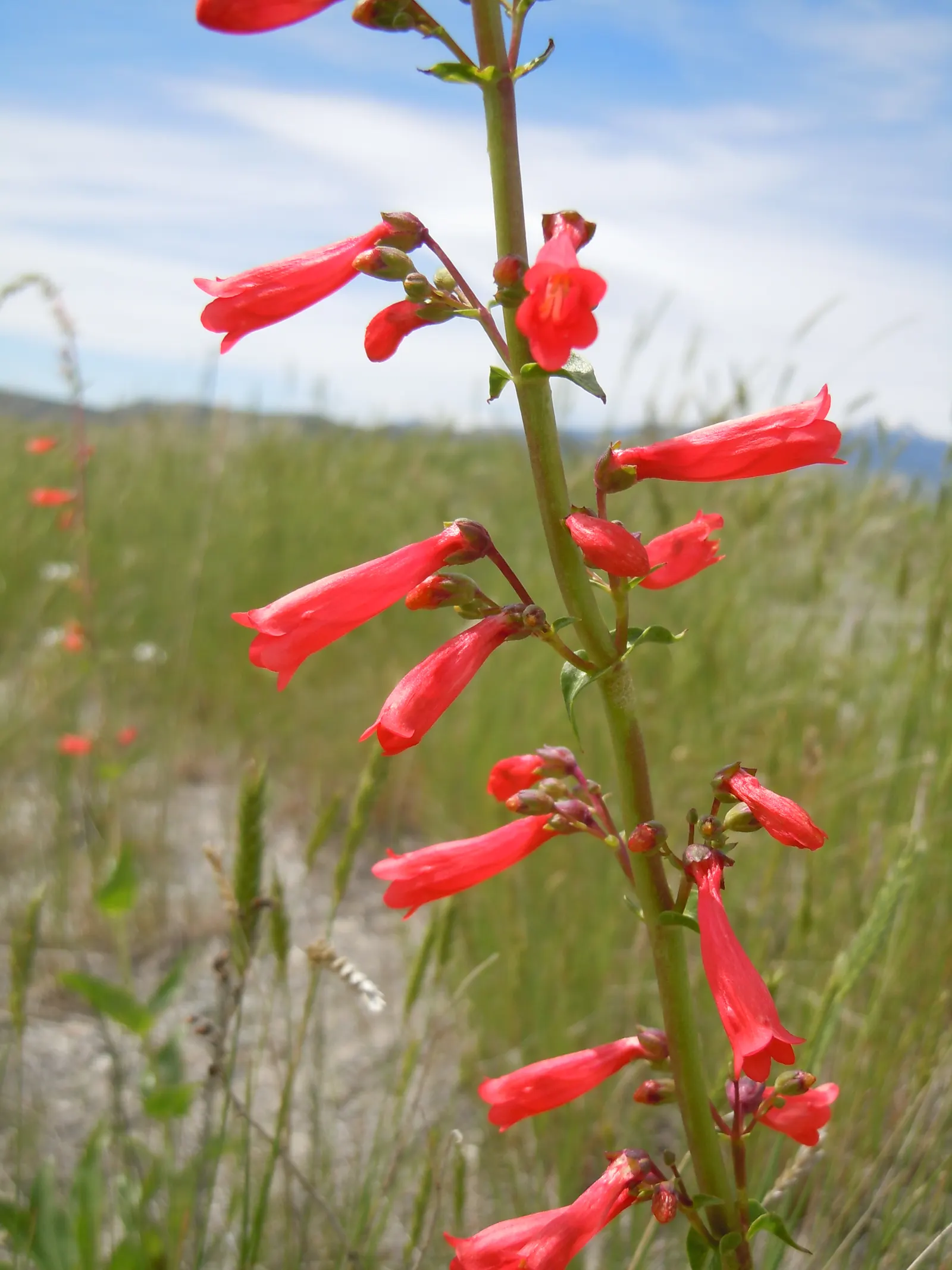 Firecracker Penstemon (Penstemon Eatonii) — This drought-tolerant plant flourishes in full sun, blooming from early to mid-summer; bright green