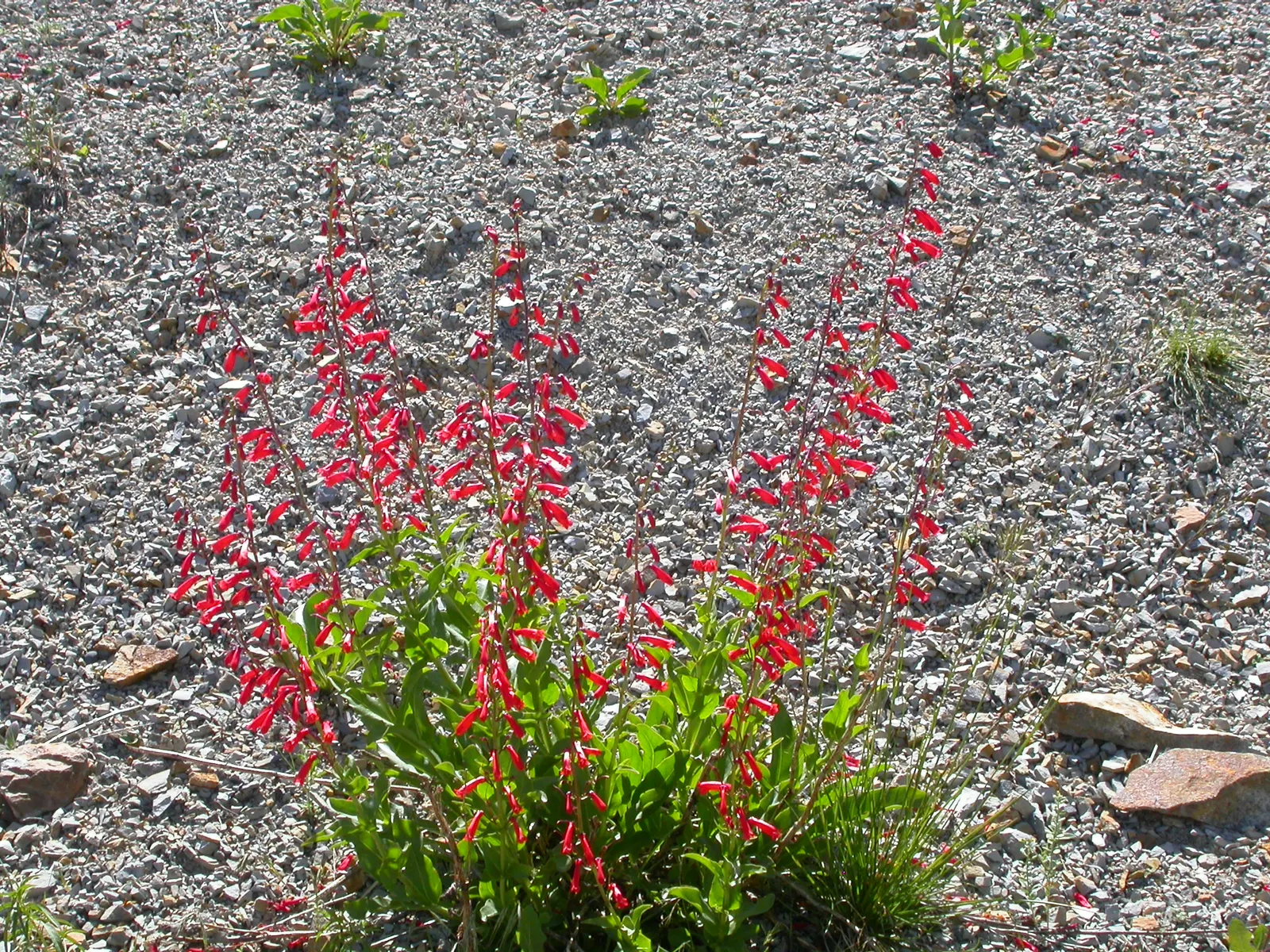 Firecracker Penstemon (Penstemon Eatonii) — Penstemon eatonii prefers well-drained soils and flourishes in full sun exposure; firecracker Penstemon makes for a