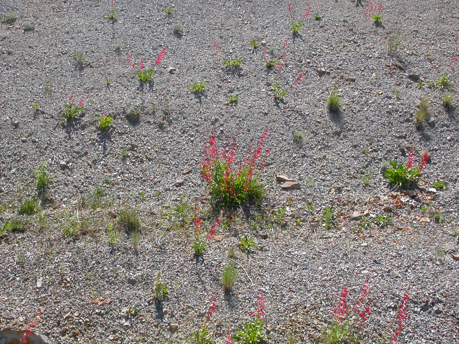 Firecracker Penstemon (Penstemon Eatonii) — providing vibrant color when many other perennials are not yet at their peak.<br><br>For landscaping, image 38