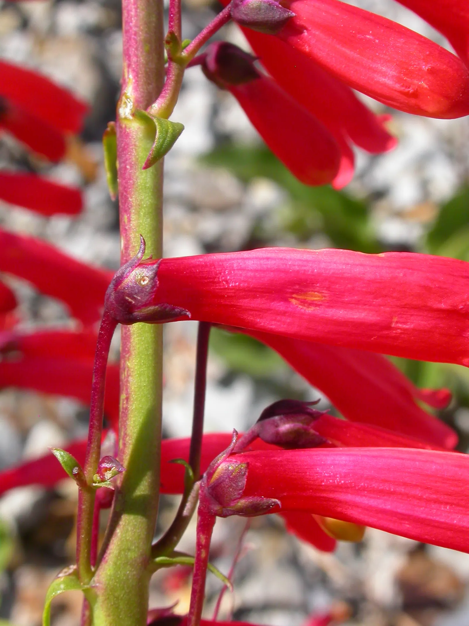 Firecracker Penstemon (Penstemon Eatonii) — this plant requires little care once established