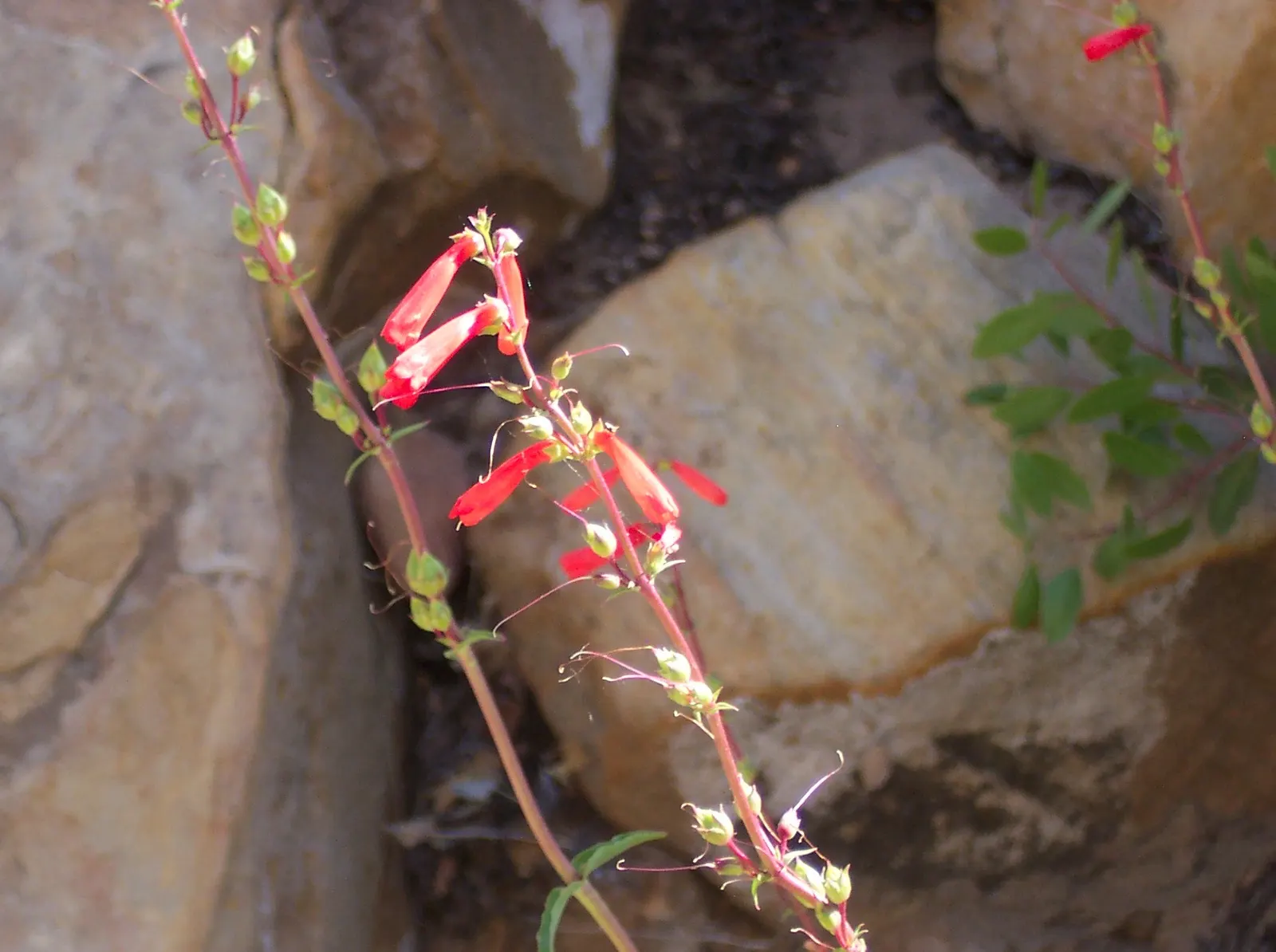 Firecracker Penstemon (Penstemon Eatonii) — as Penstemon eatonii is susceptible to root rot in poorly drained conditions