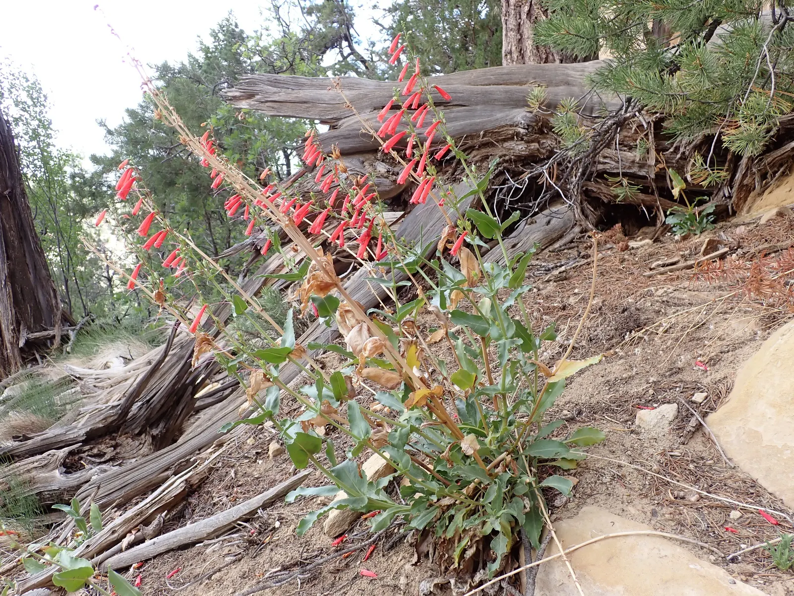 Firecracker Penstemon (Penstemon Eatonii) — consider placing Firecracker Penstemon in groups or masses for visual impact