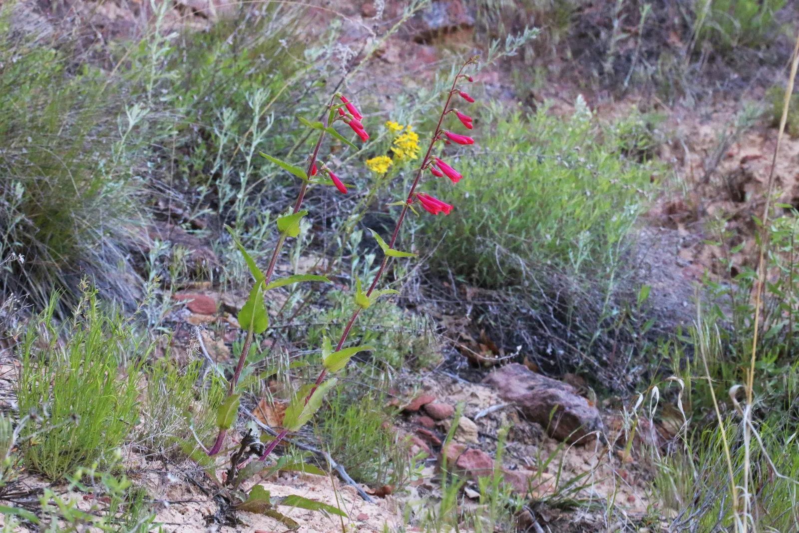 Firecracker Penstemon (Penstemon Eatonii) — save for occasional deadheading to promote continued flowering