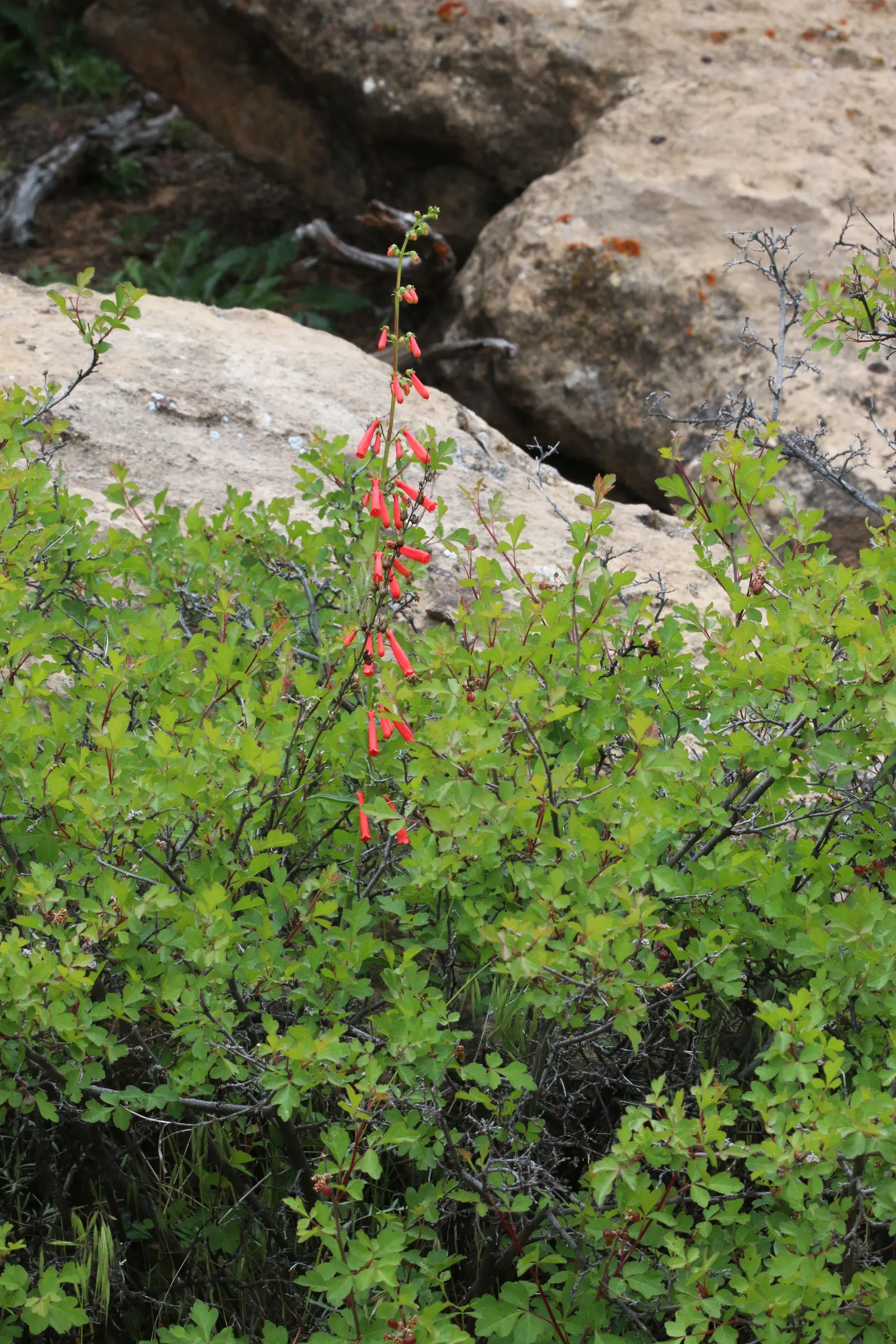 Firecracker Penstemon (Penstemon Eatonii) — Thriving in USDA zones 4-9, it reaches 2-4 feet in height and prefers well-drained soils; while also lending itself