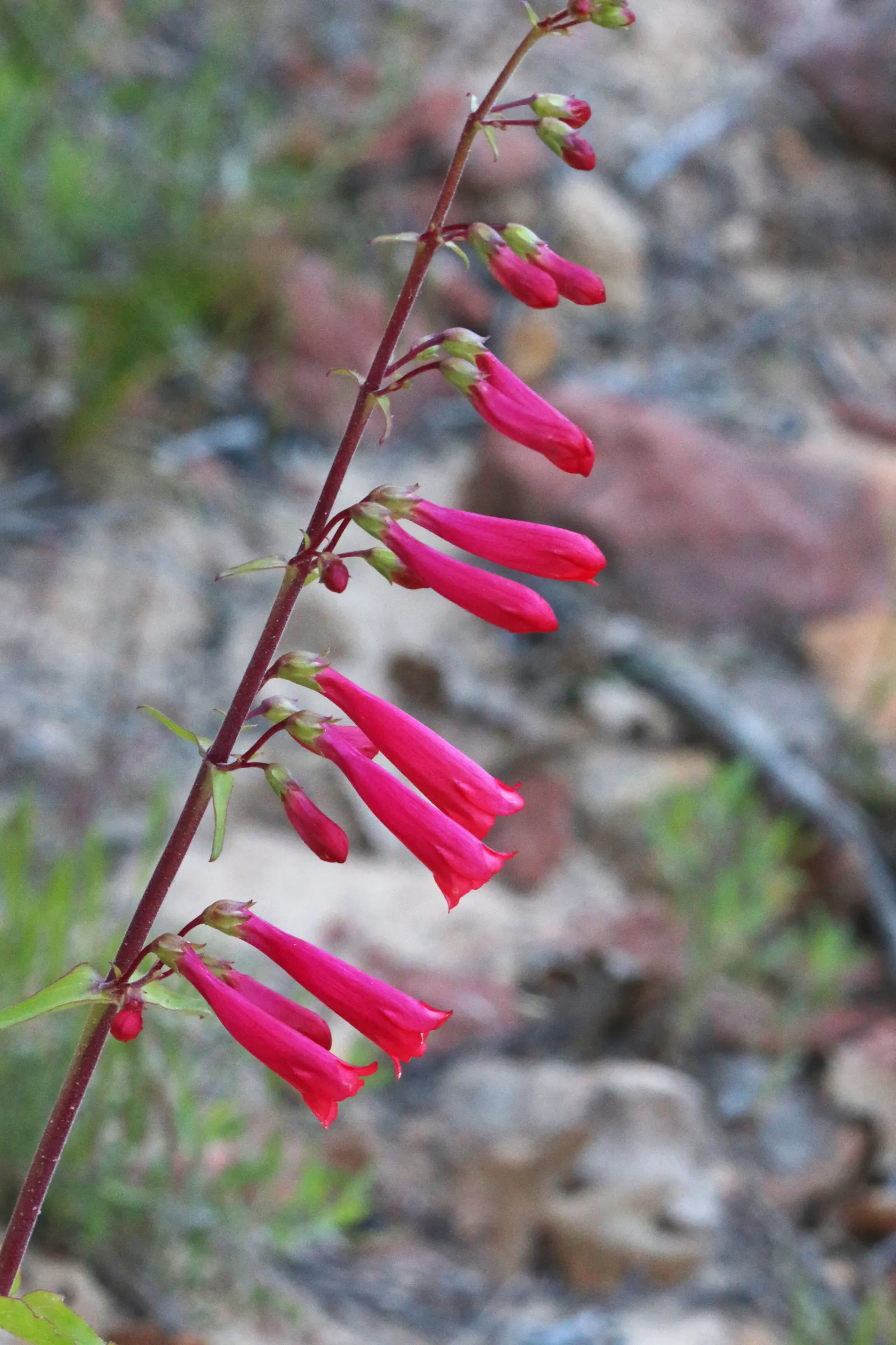 Firecracker Penstemon (Penstemon Eatonii) — bright green foliage.<br><br>Low maintenance