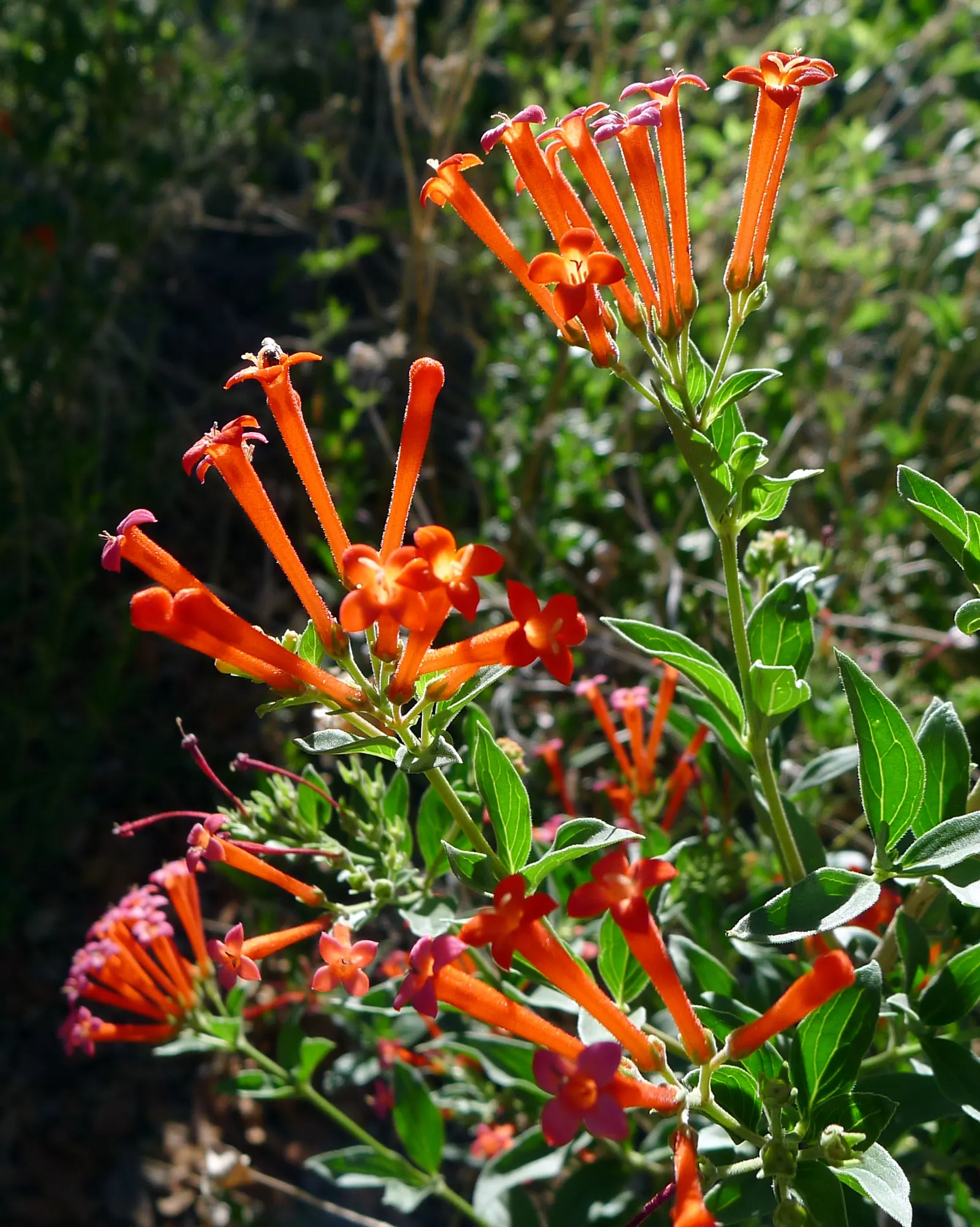Firecracker Penstemon (Penstemon Eatonii) — Their vertical flower spikes deliver vertical interest