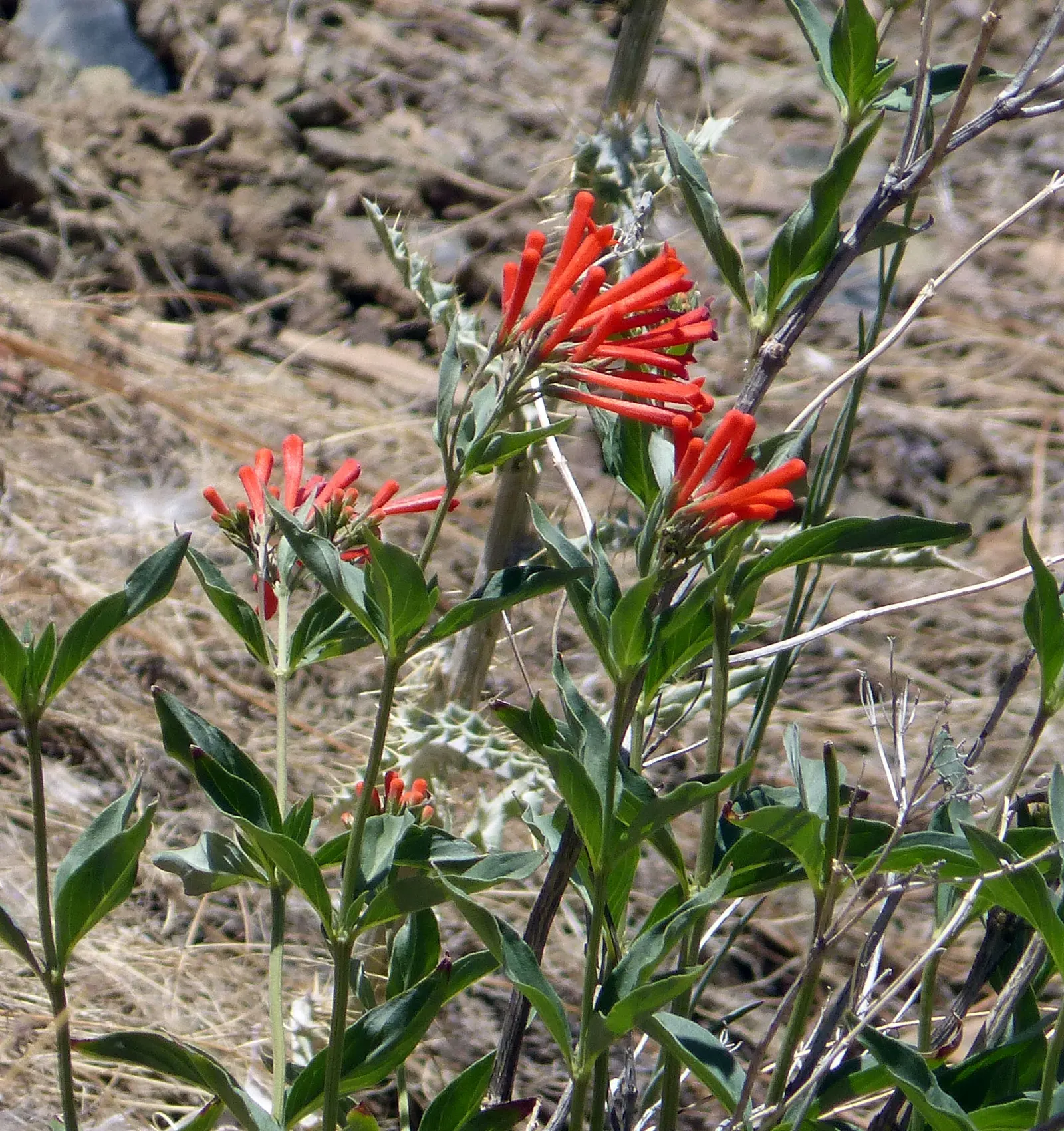 Firecracker Penstemon (Penstemon Eatonii) — providing vibrant color when many other perennials are not yet at their peak.<br><br>For landscaping purposes