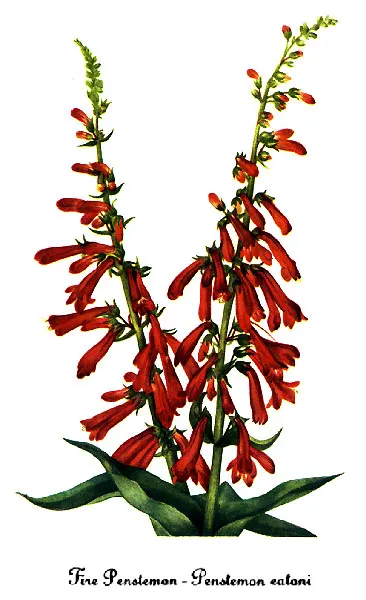 Firecracker Penstemon (Penstemon Eatonii) — Native to the southwest United States