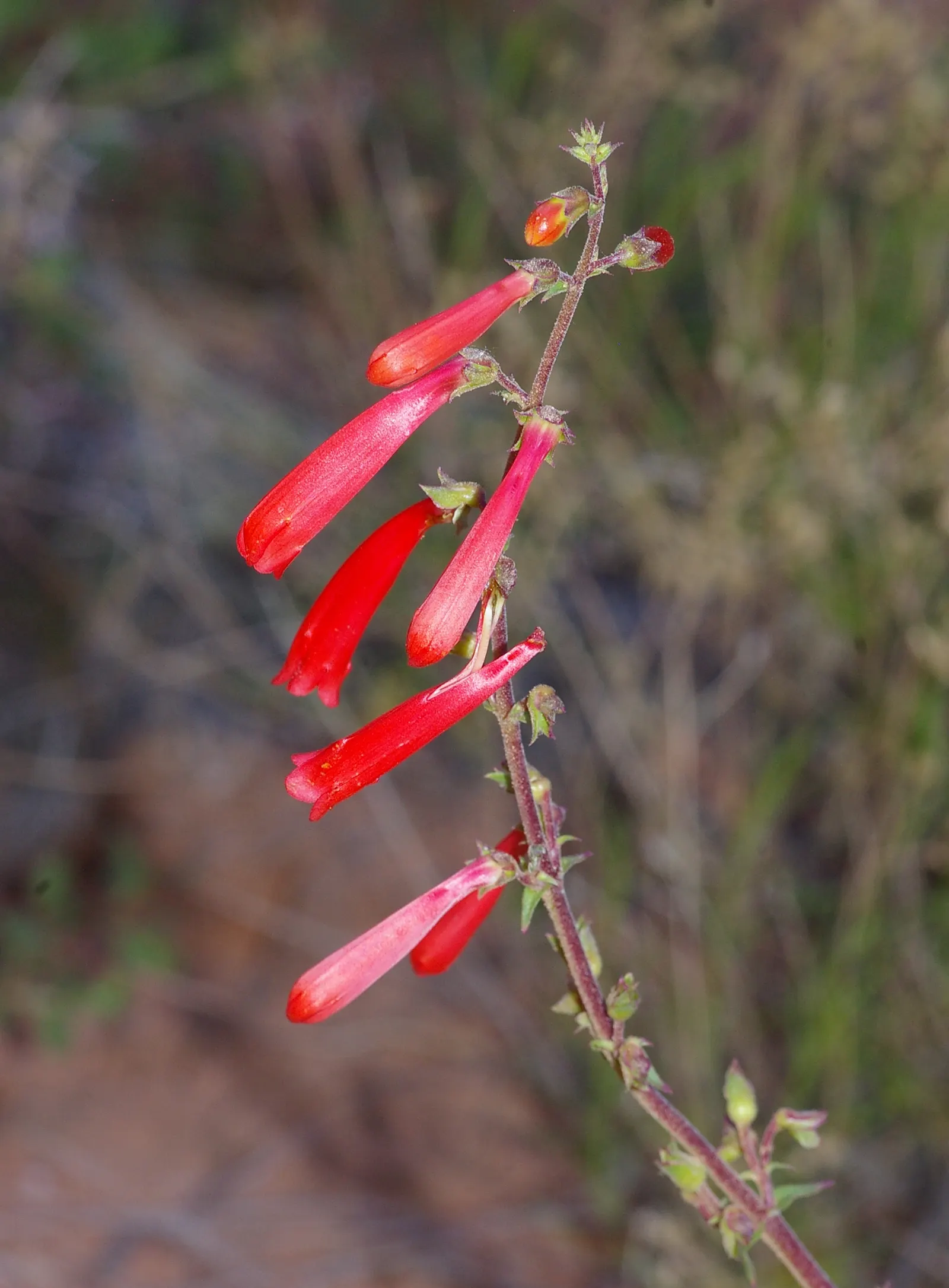 Firecracker Penstemon (Penstemon Eatonii) — Firecracker Penstemon makes for a striking mid-border specimen