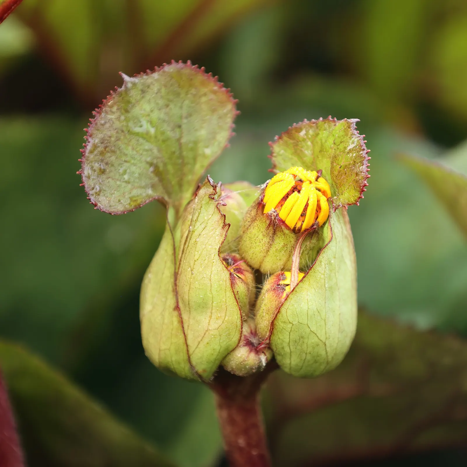 Othello Leopard Plant (Ligularia Dentata 'Othello') — Ideal for woodland gardens or alongside water features for a dramatic, lush appearance
