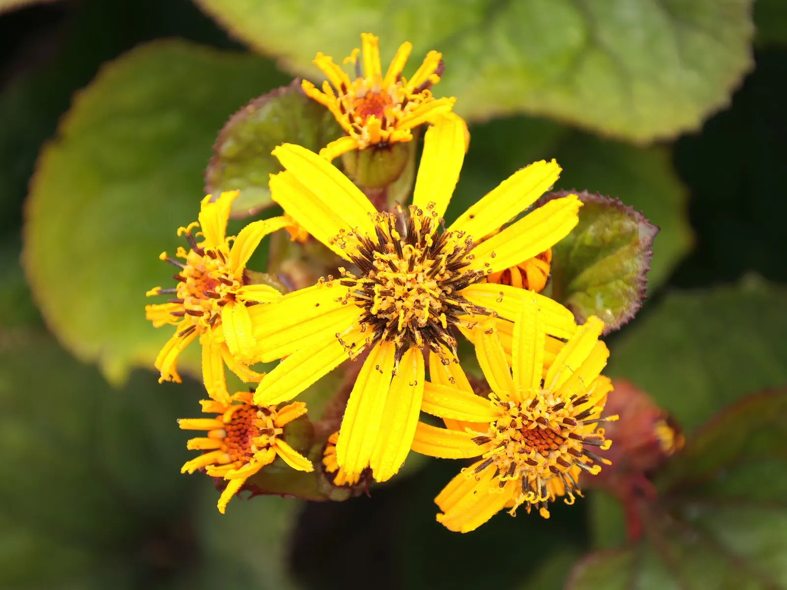 Othello Leopard Plant (Ligularia Dentata 'Othello') — bright golden-orange daisy-like flowers on spikes reach about 3-4 feet tall
