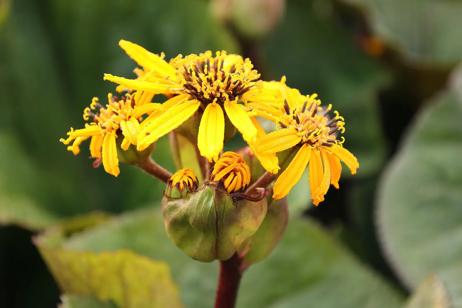 Othello Leopard Plant (Ligularia Dentata 'Othello') — commonly referred to as the Othello Leopard Plant