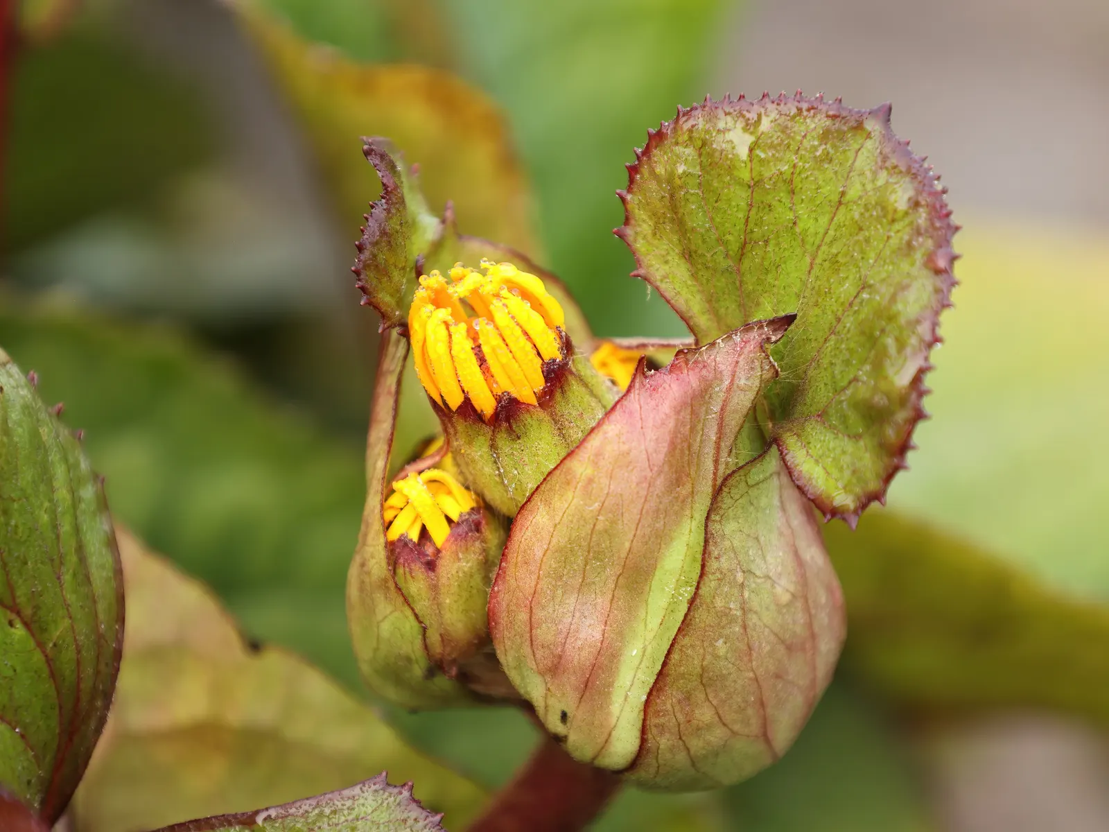 Othello Leopard Plant (Ligularia Dentata 'Othello') — 'Othello' Leopard Plant (Ligularia dentata 'Othello') thrives in partial to full shade
